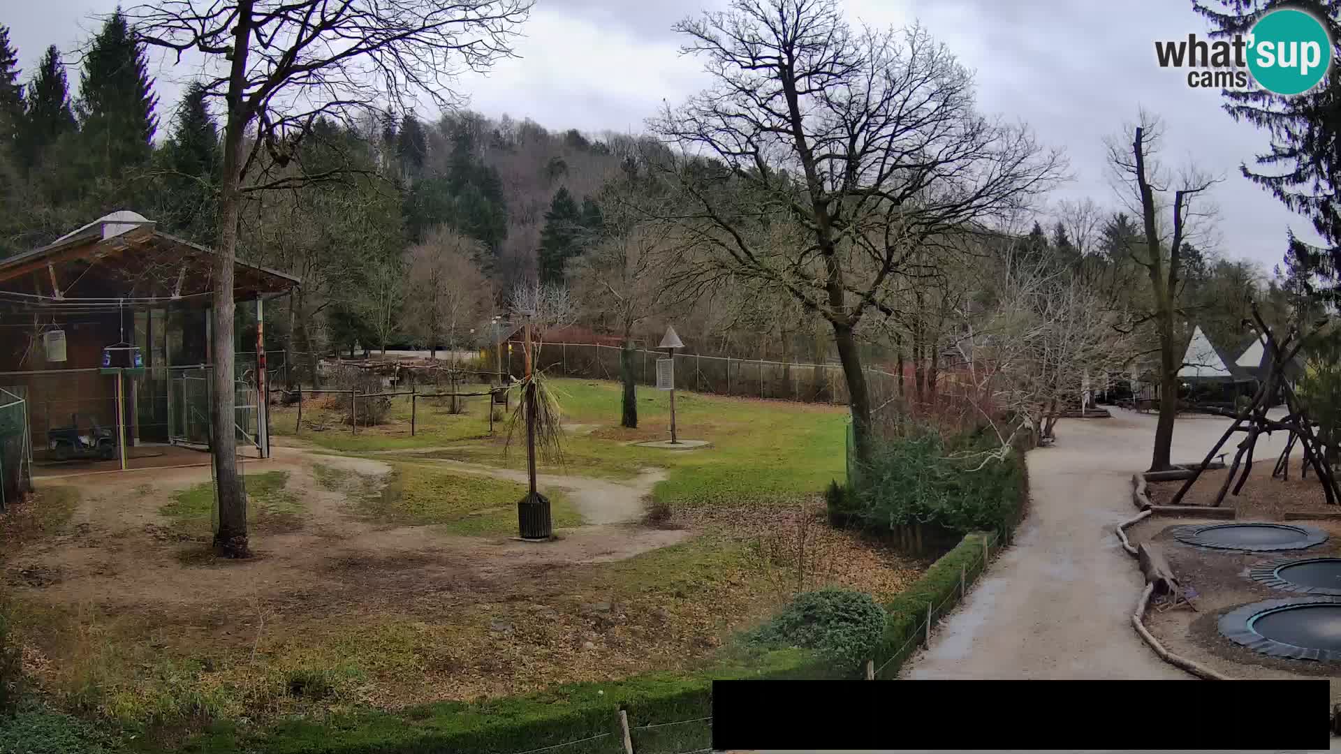 Webcam live Zoo Lubiana – Giraffe