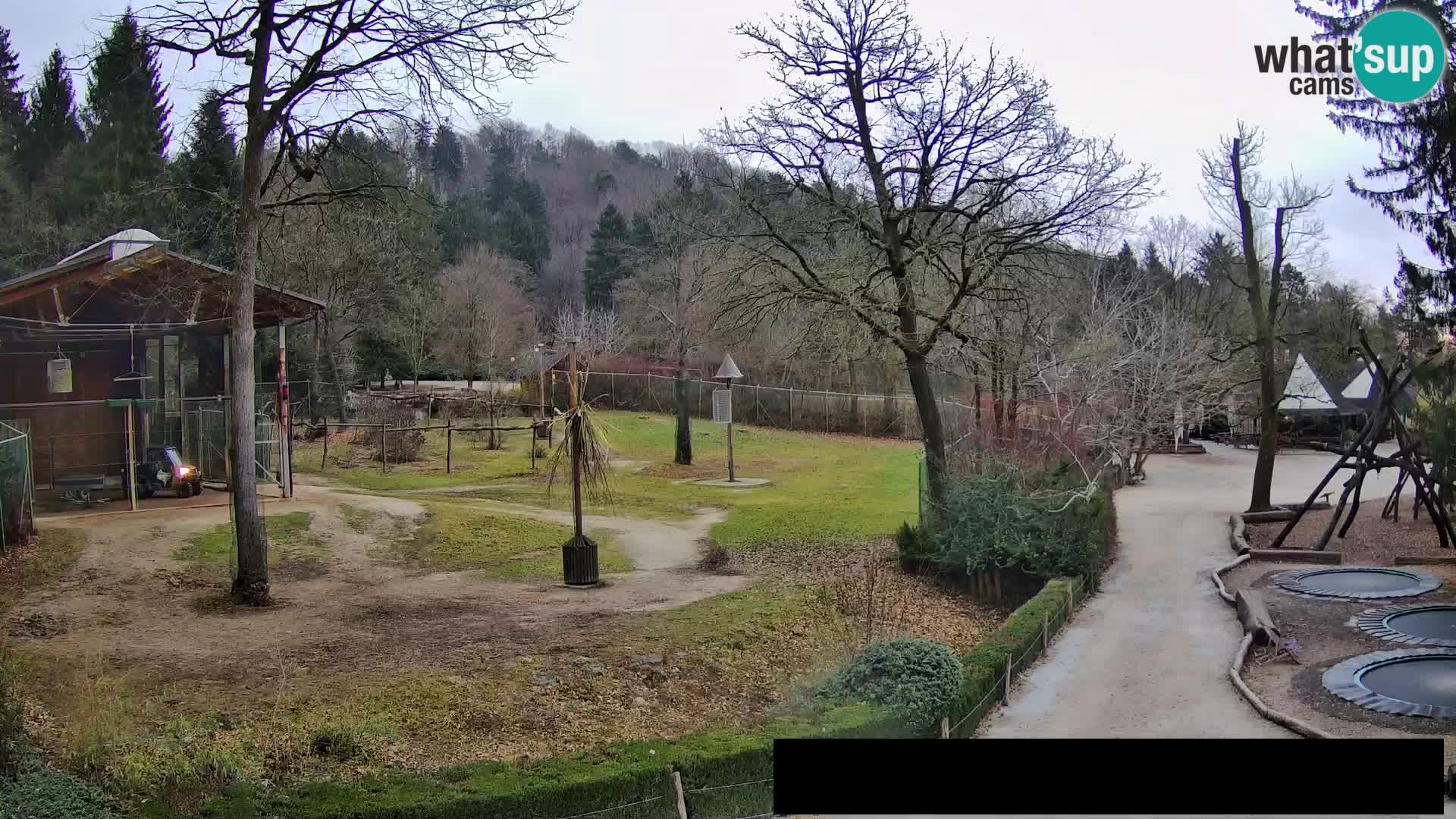 Webcam live Zoo Lubiana – Giraffe