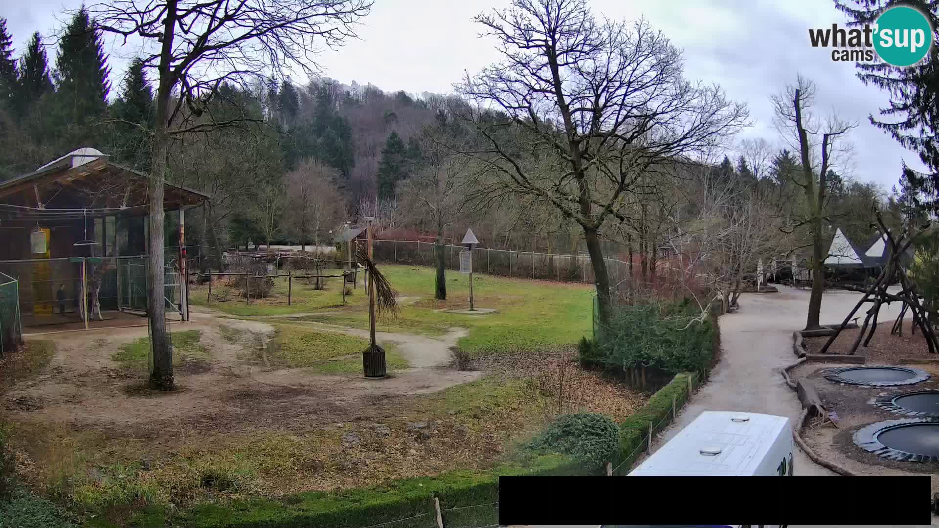 Webcam live Zoo Lubiana – Giraffe