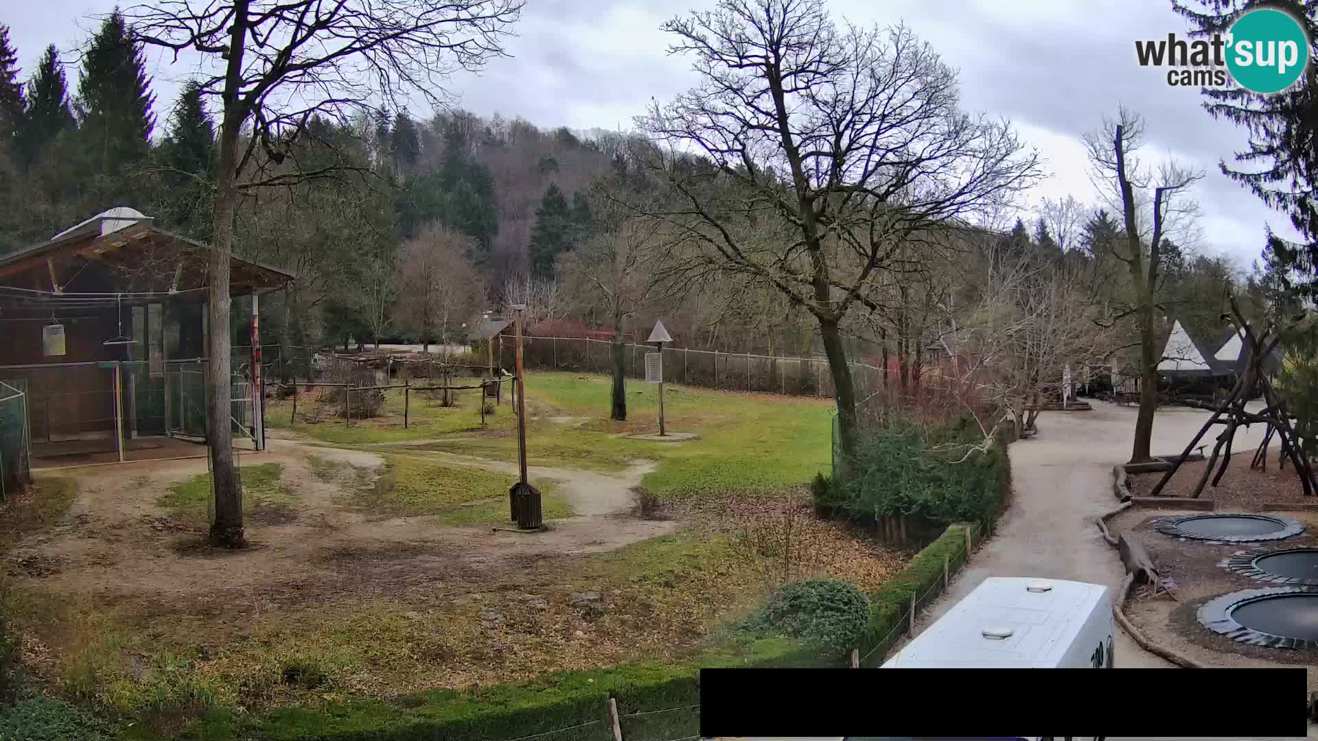 Webcam Zoo Ljubljana – Giraffes