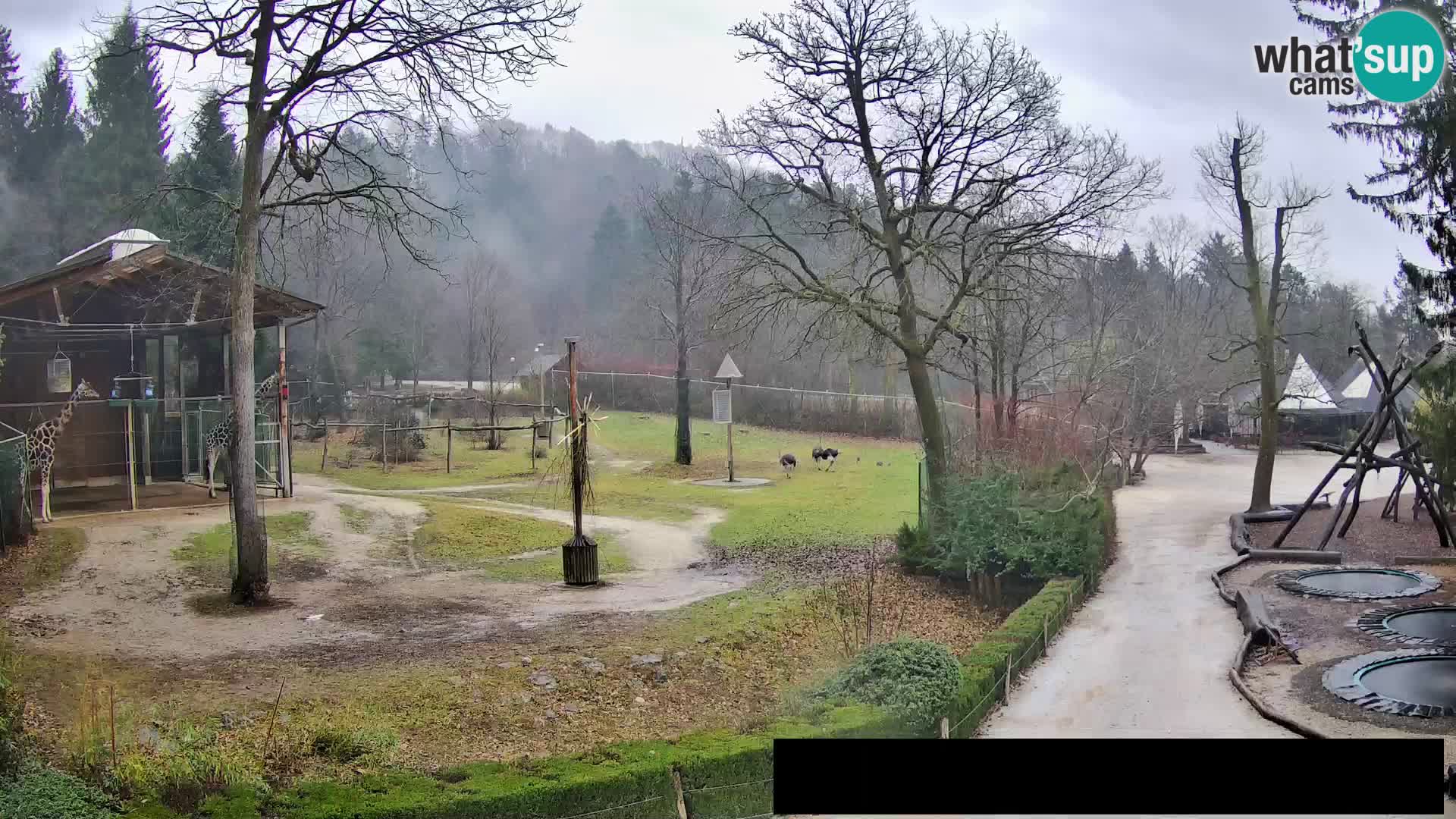 Webcam Zoo Ljubljana – Giraffes