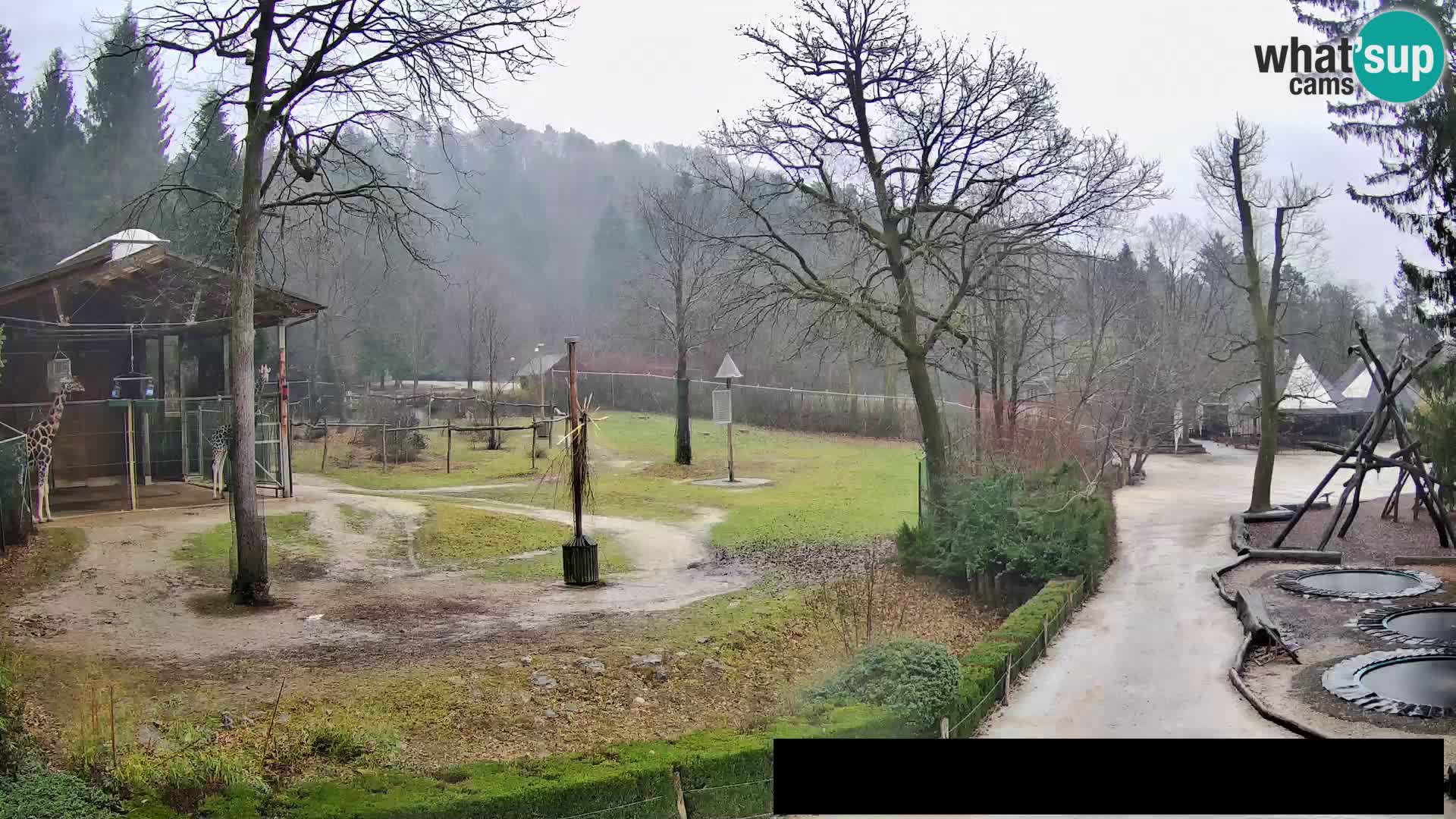 Webcam Zoo Ljubljana – Giraffes