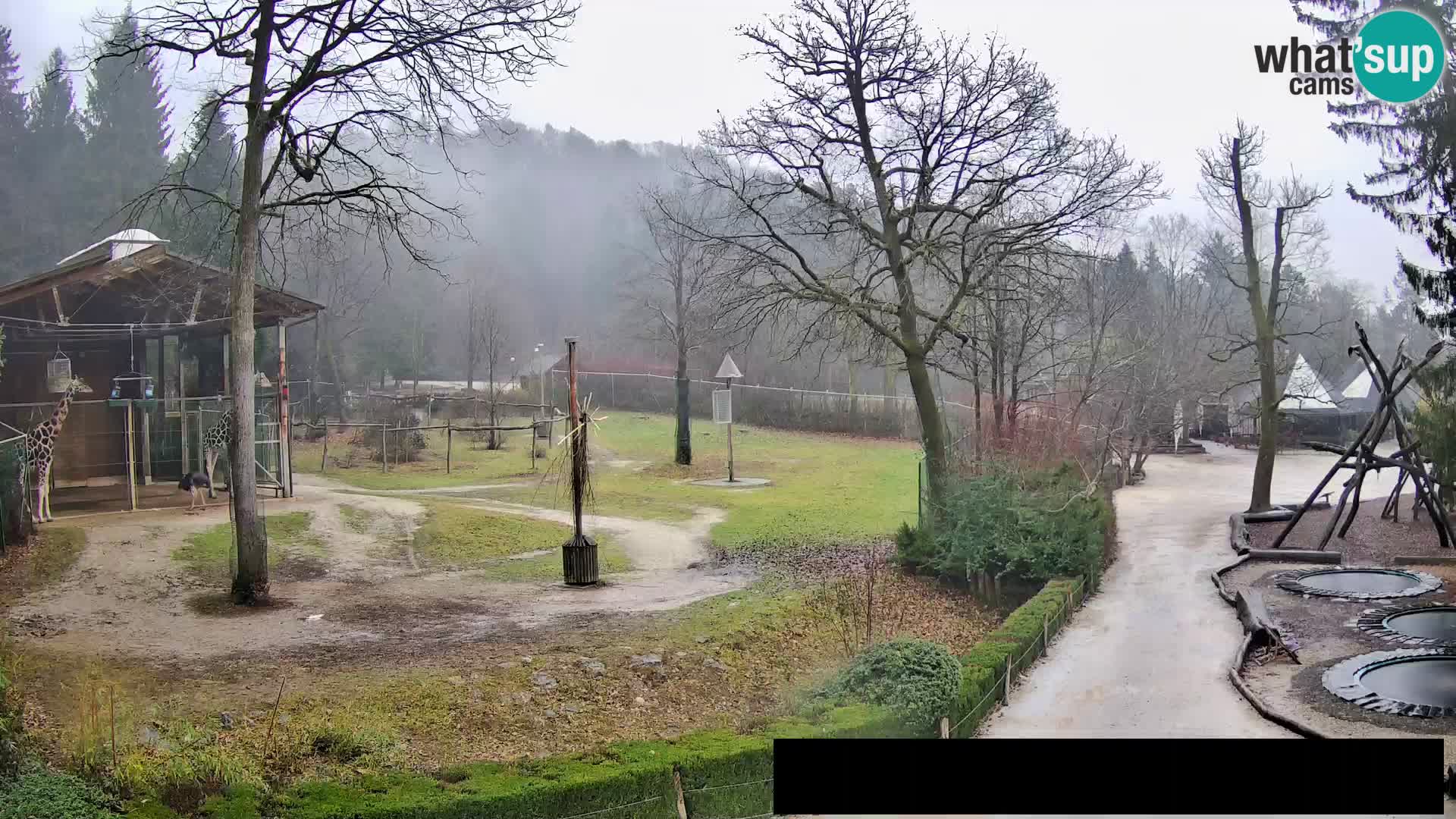 Webcam live Zoo Lubiana – Giraffe