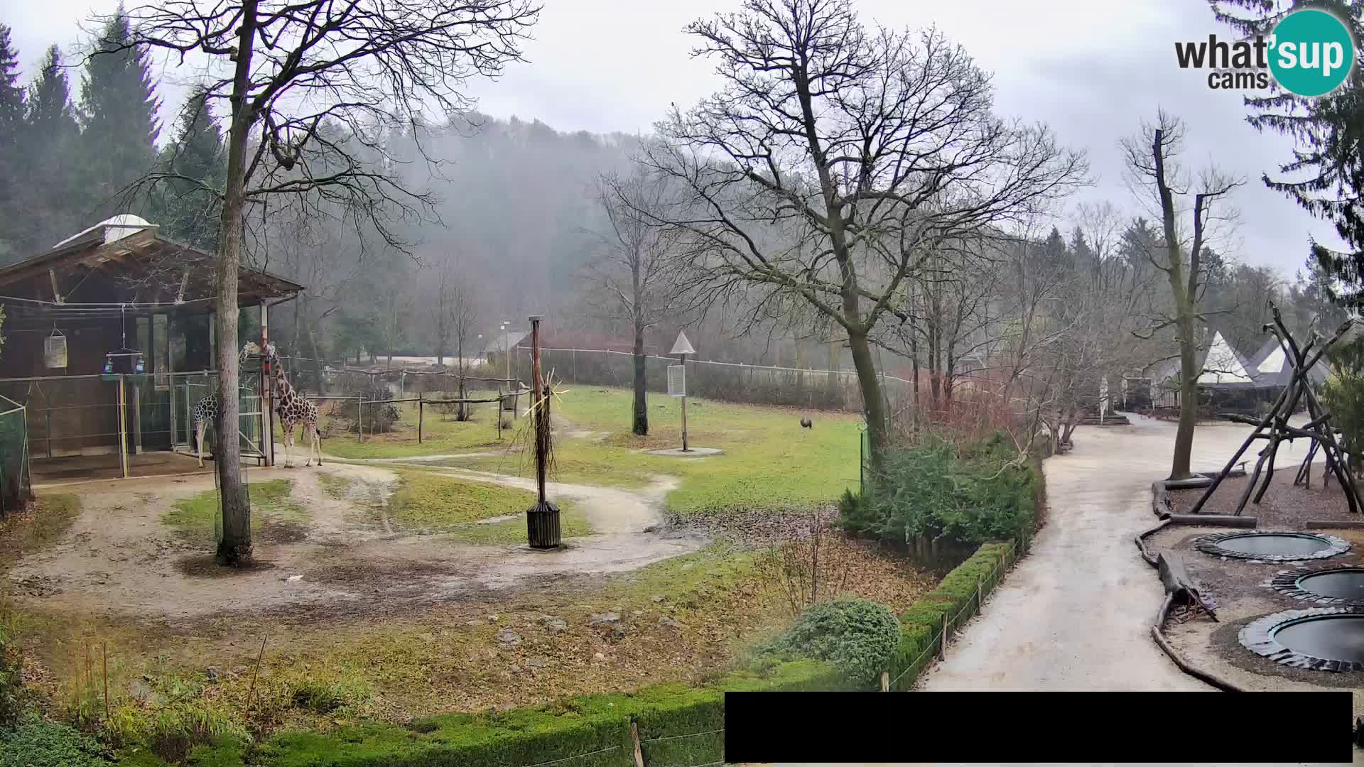 Webcam Zoo Ljubljana – Giraffen