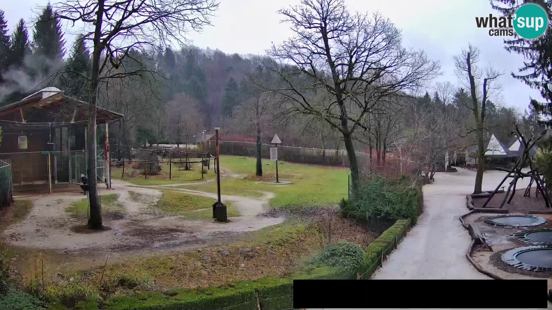 Webcam live Zoo Lubiana – Giraffe