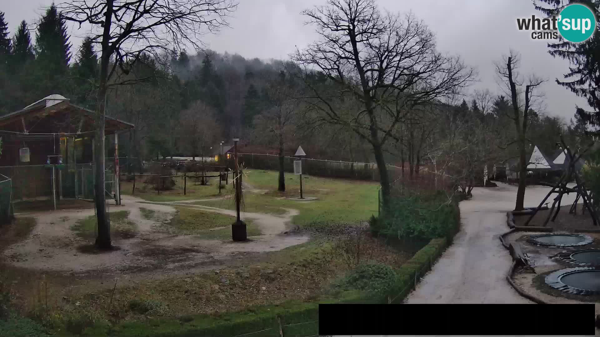 Webcam Zoo Ljubljana – Giraffes