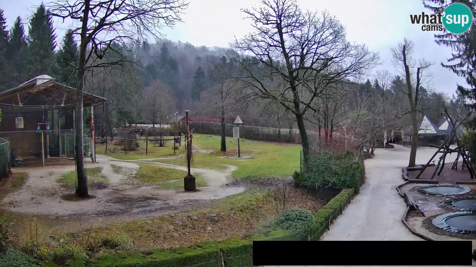 Webcam Zoo Ljubljana – Giraffes