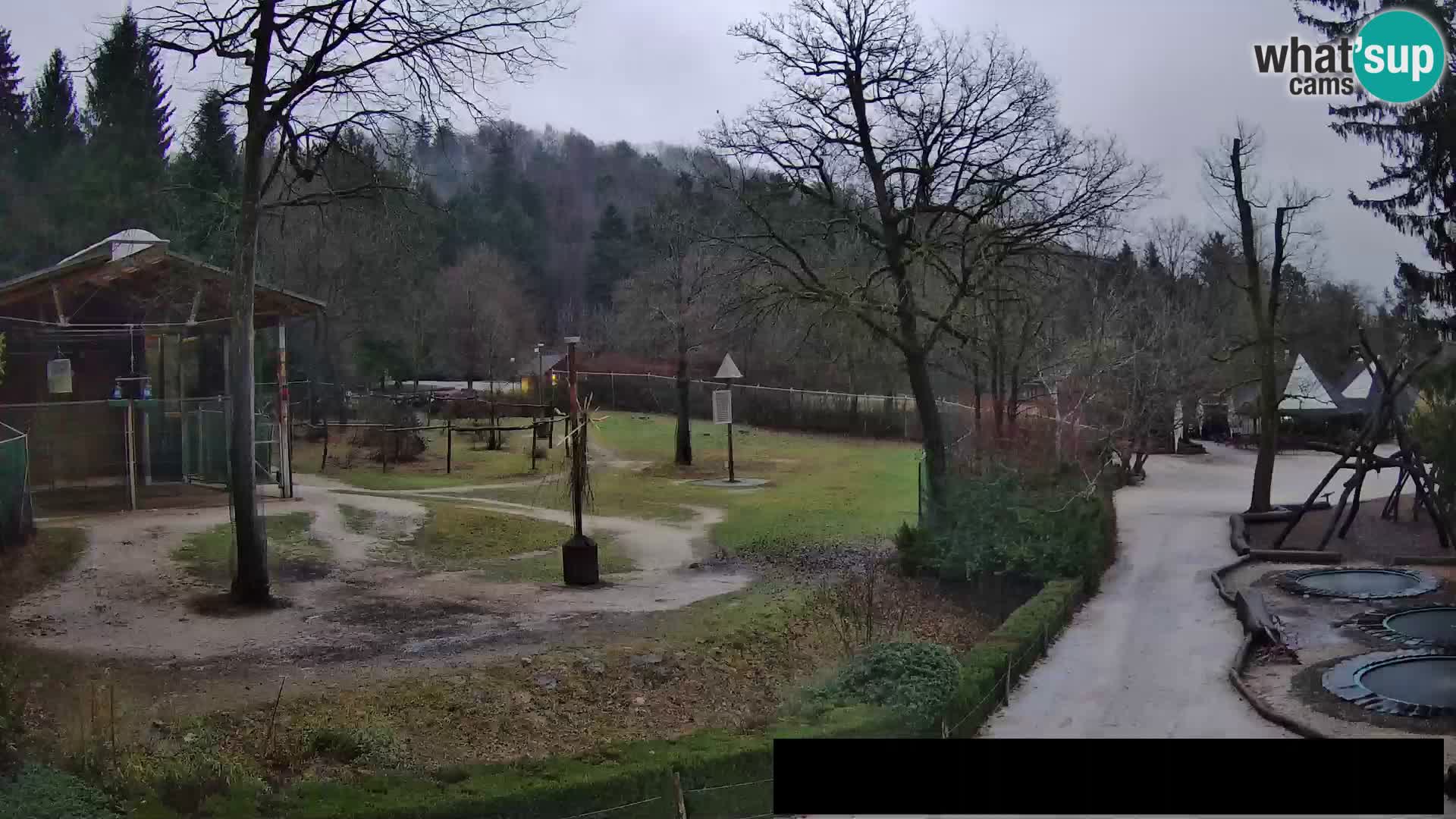 Webcam Zoo Ljubljana – Giraffes