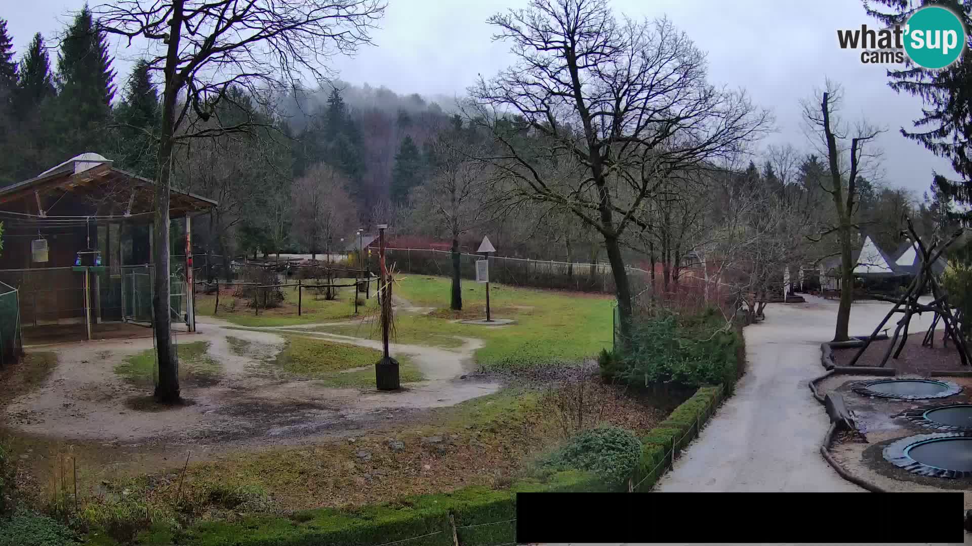 Webcam Zoo Ljubljana – Giraffes