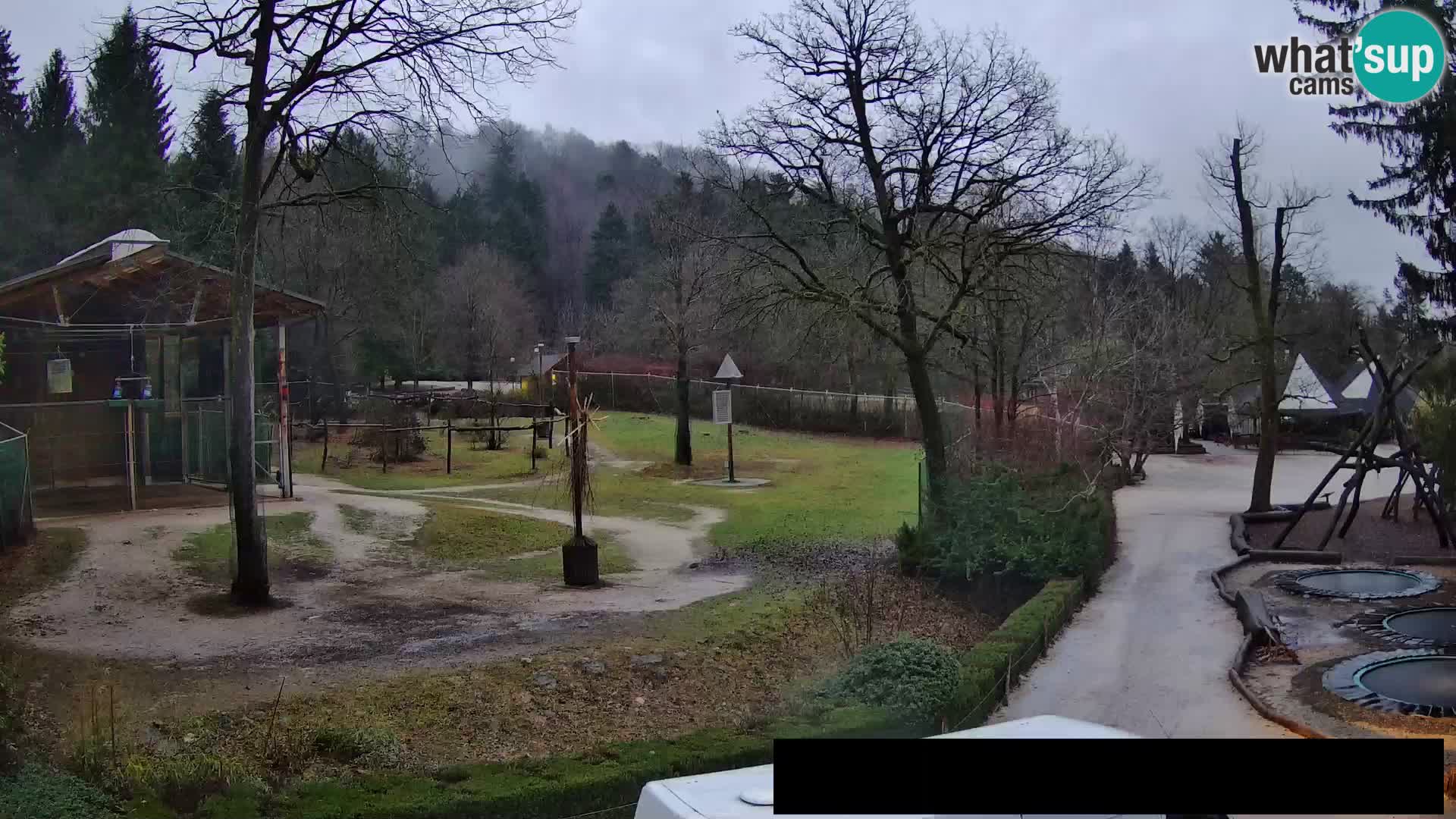 Webcam Zoo Ljubljana – Giraffes