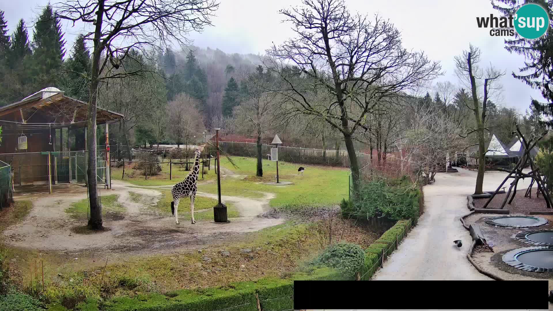 Webcam Zoo Ljubljana – Giraffen