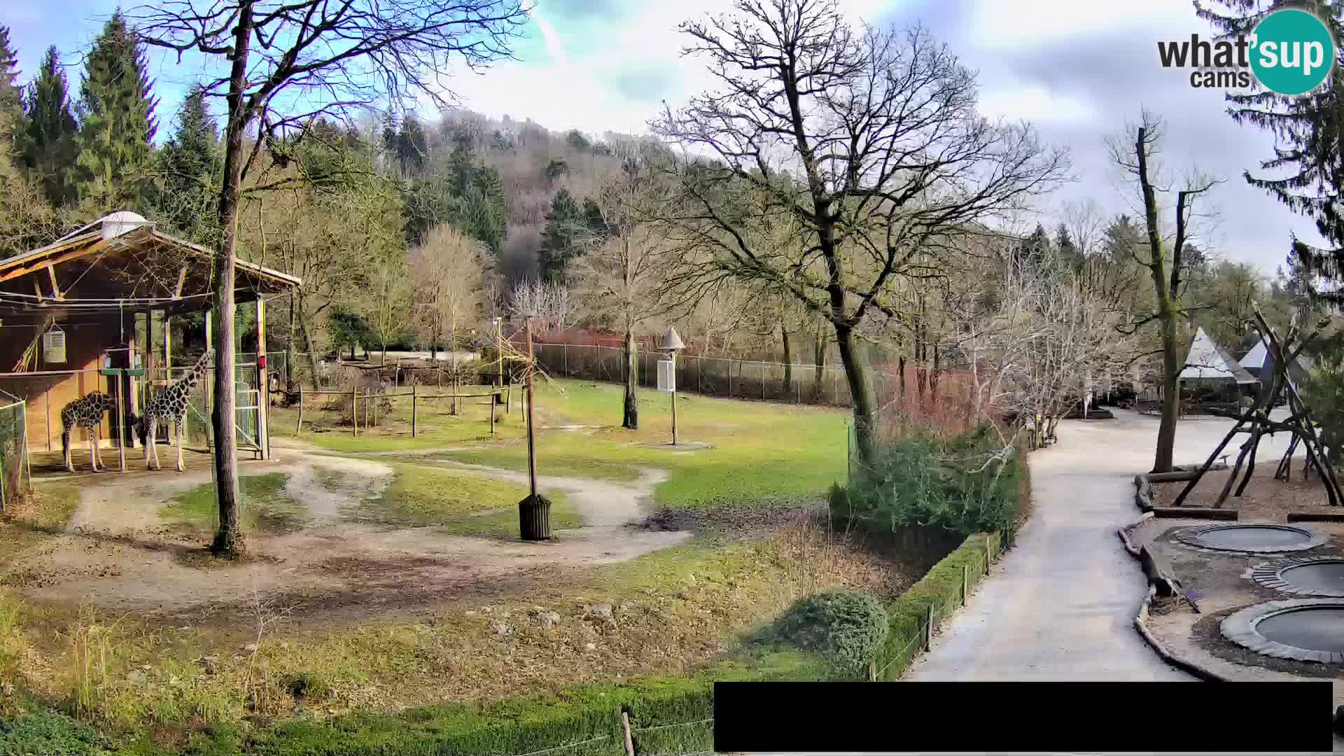 Webcam Zoo Ljubljana – Giraffes