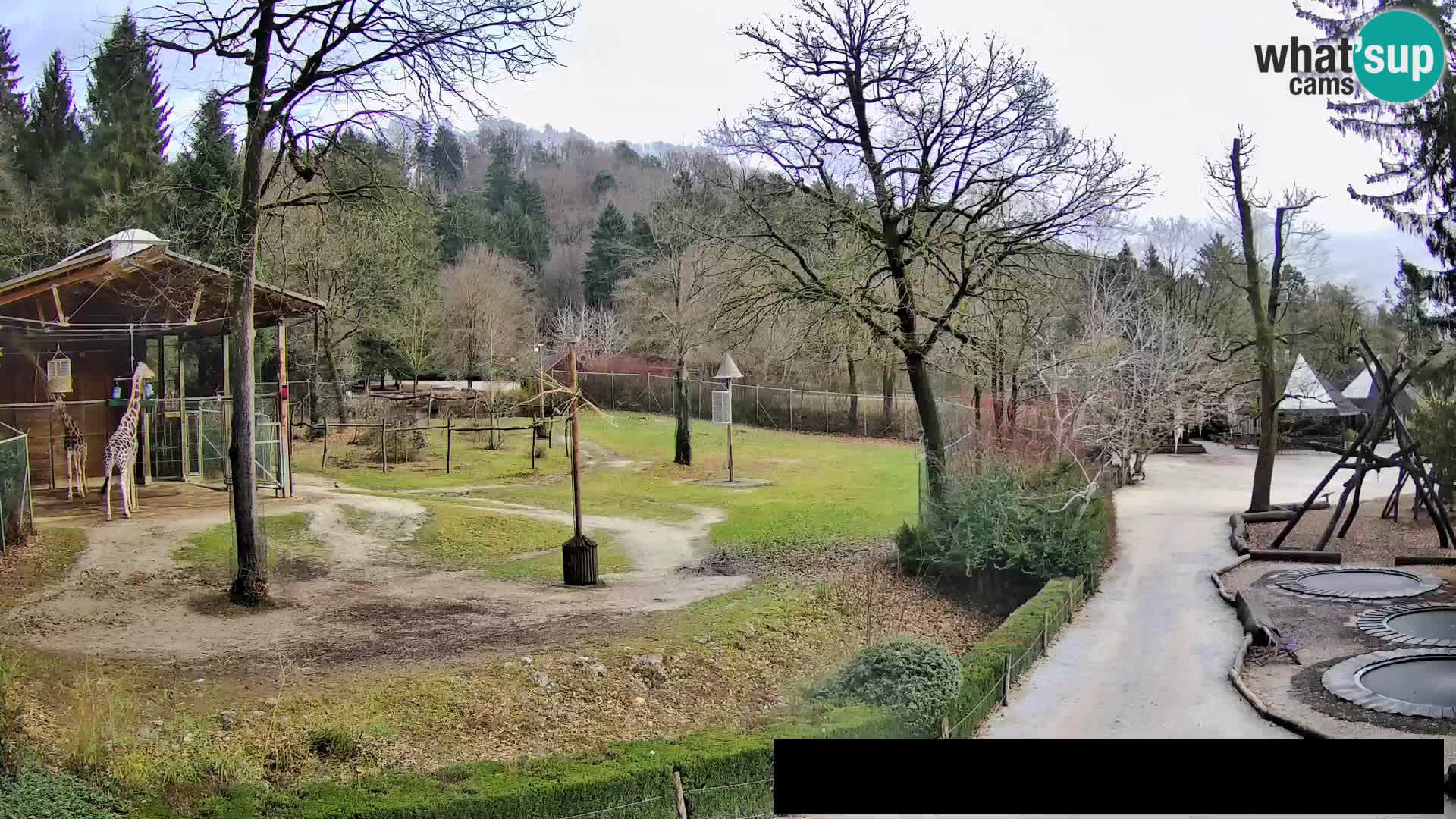 Webcam live Zoo Lubiana – Giraffe