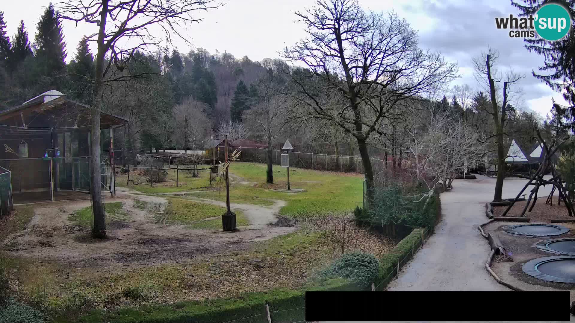 Webcam Zoo Ljubljana – Giraffes