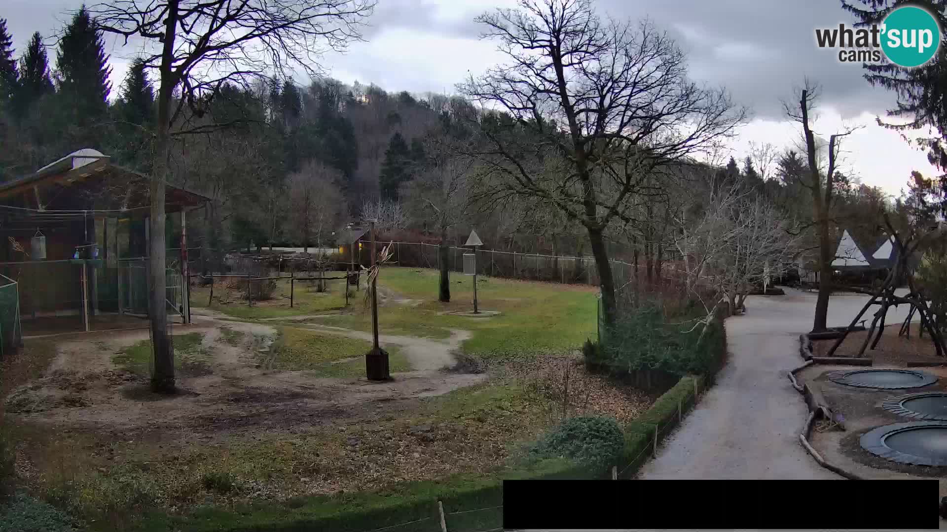 Webcam Zoo Ljubljana – Giraffes