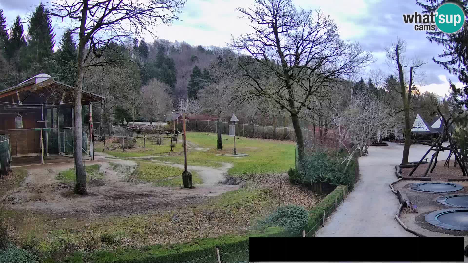 Webcam Zoo Ljubljana – Jirafas