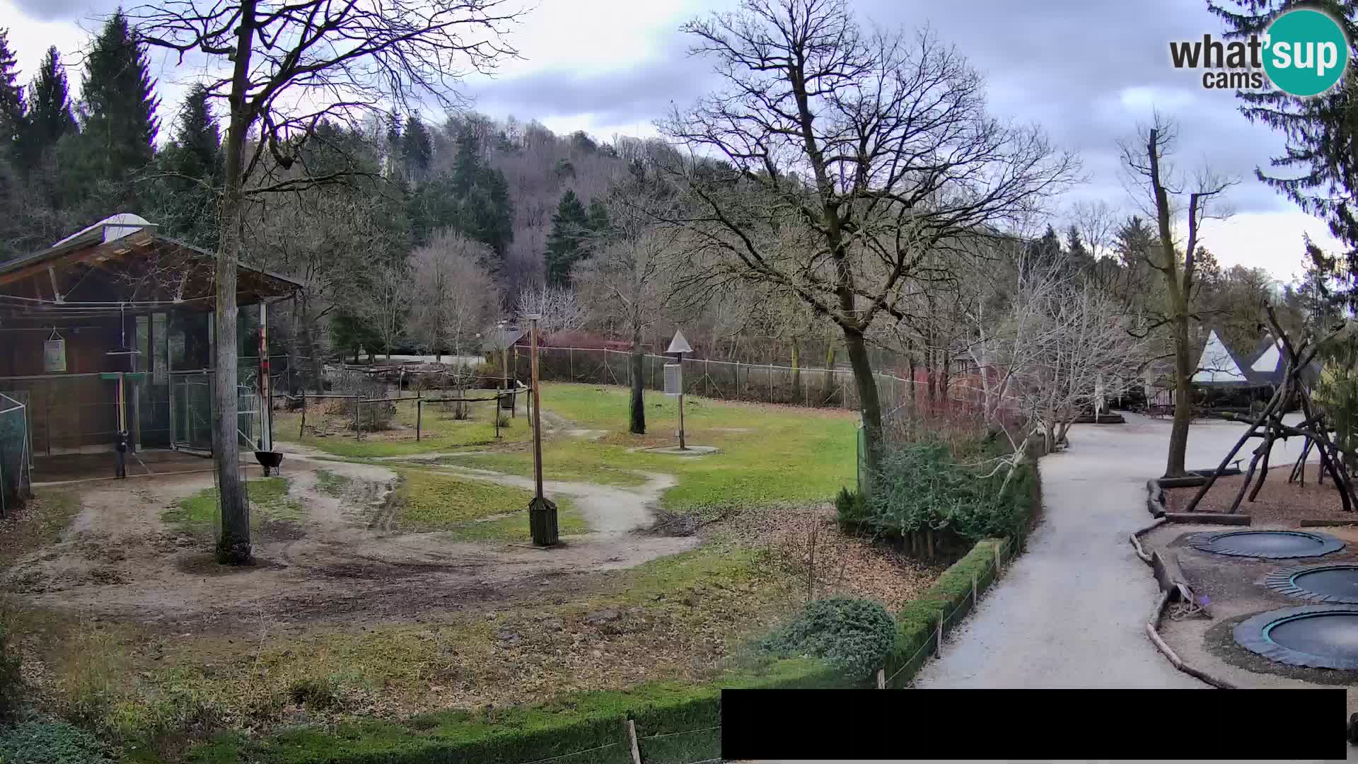 Webcam Zoo Ljubljana – Giraffes