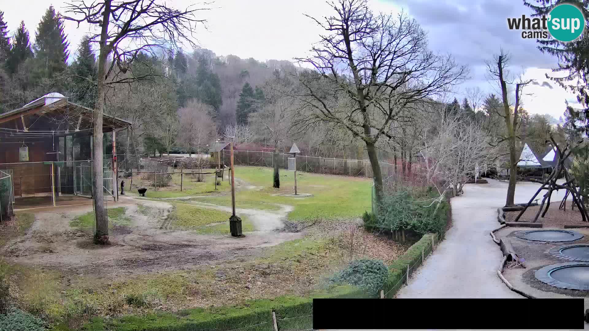 Webcam live Zoo Lubiana – Giraffe