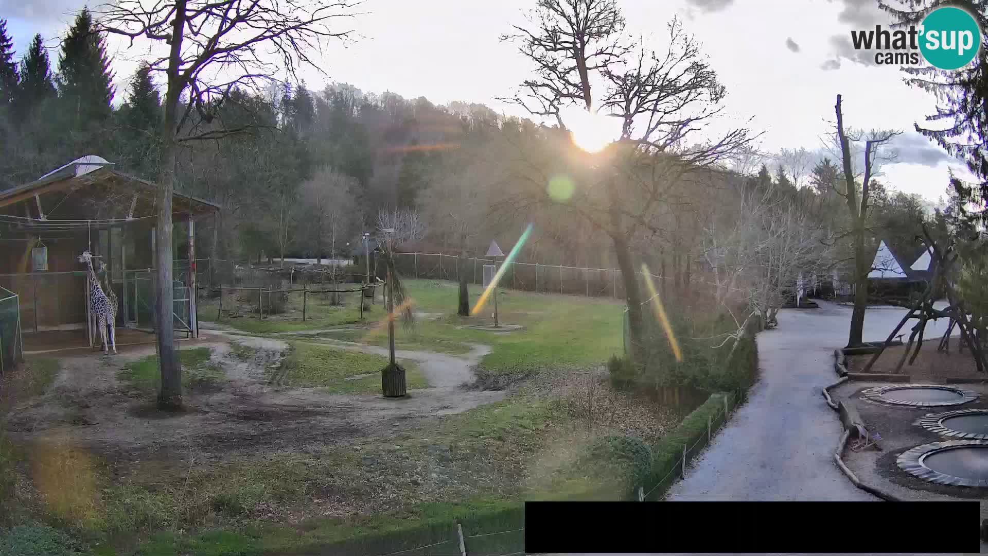 Webcam Zoo Ljubljana – Giraffen