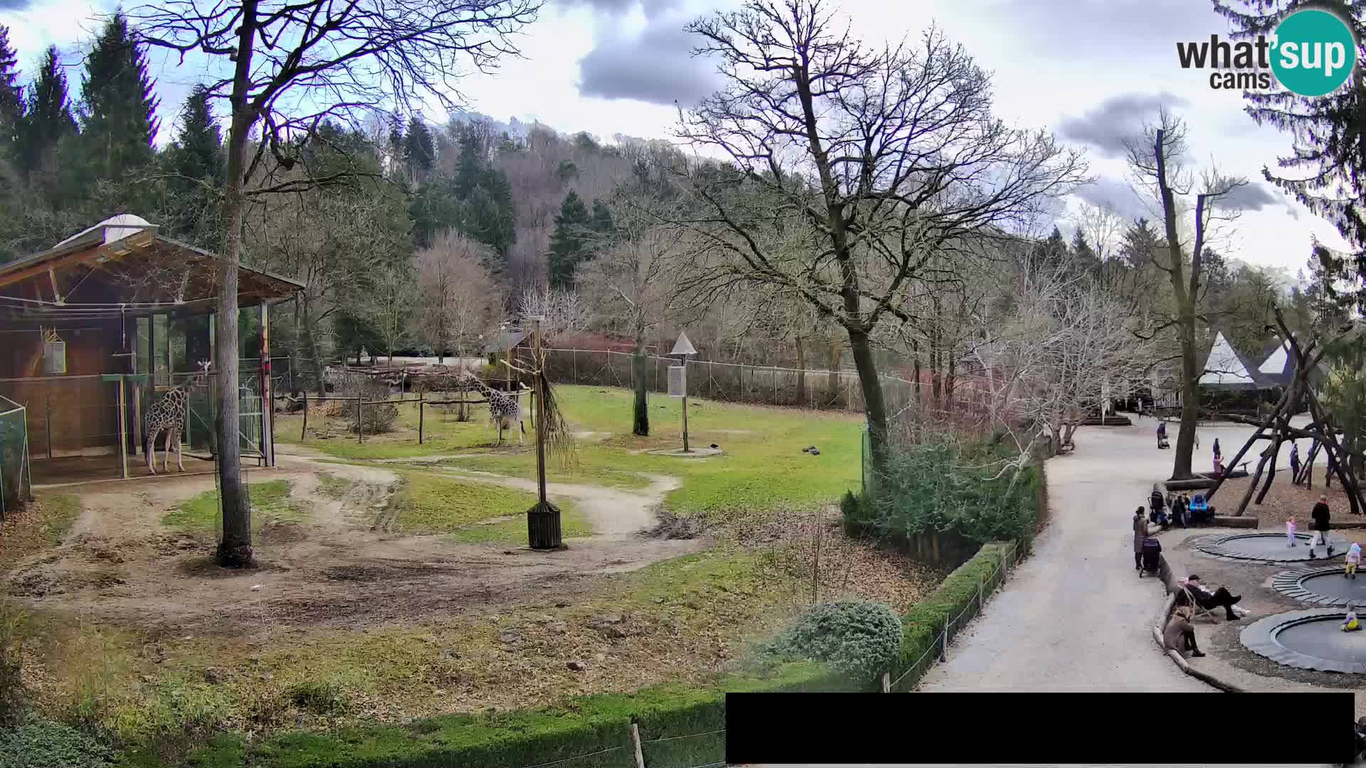 Webcam live Zoo Lubiana – Giraffe