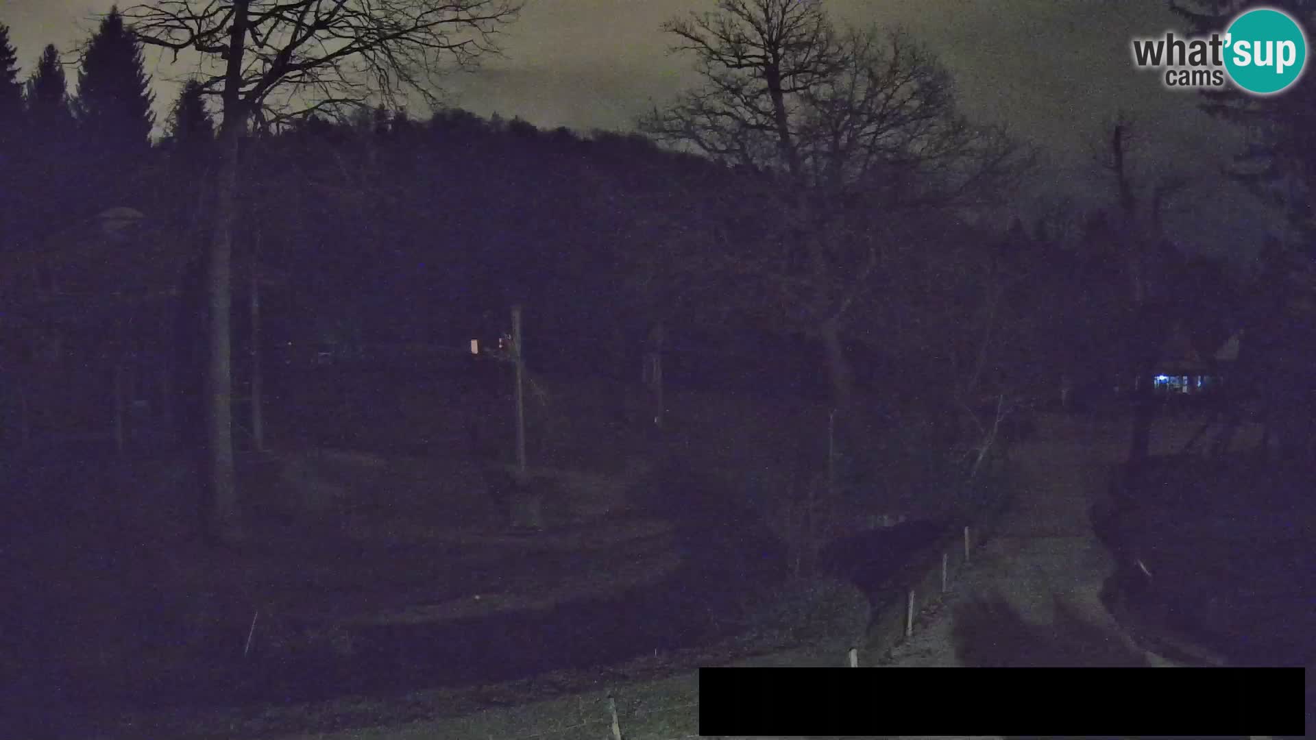 Webcam Zoo Ljubljana – Giraffes