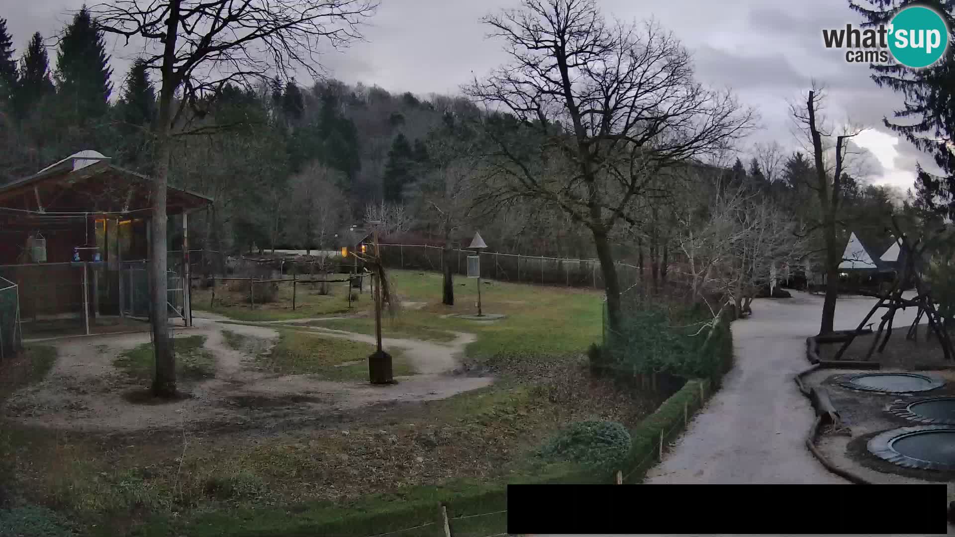 Webcam Zoo Ljubljana – Giraffes