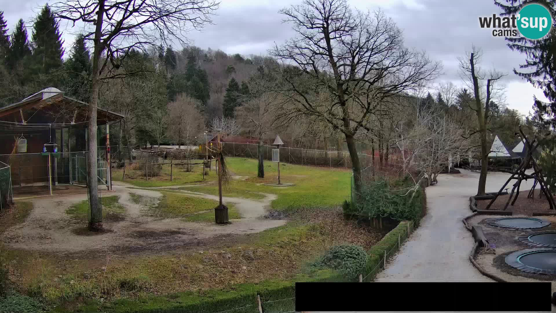 Webcam live Zoo Lubiana – Giraffe