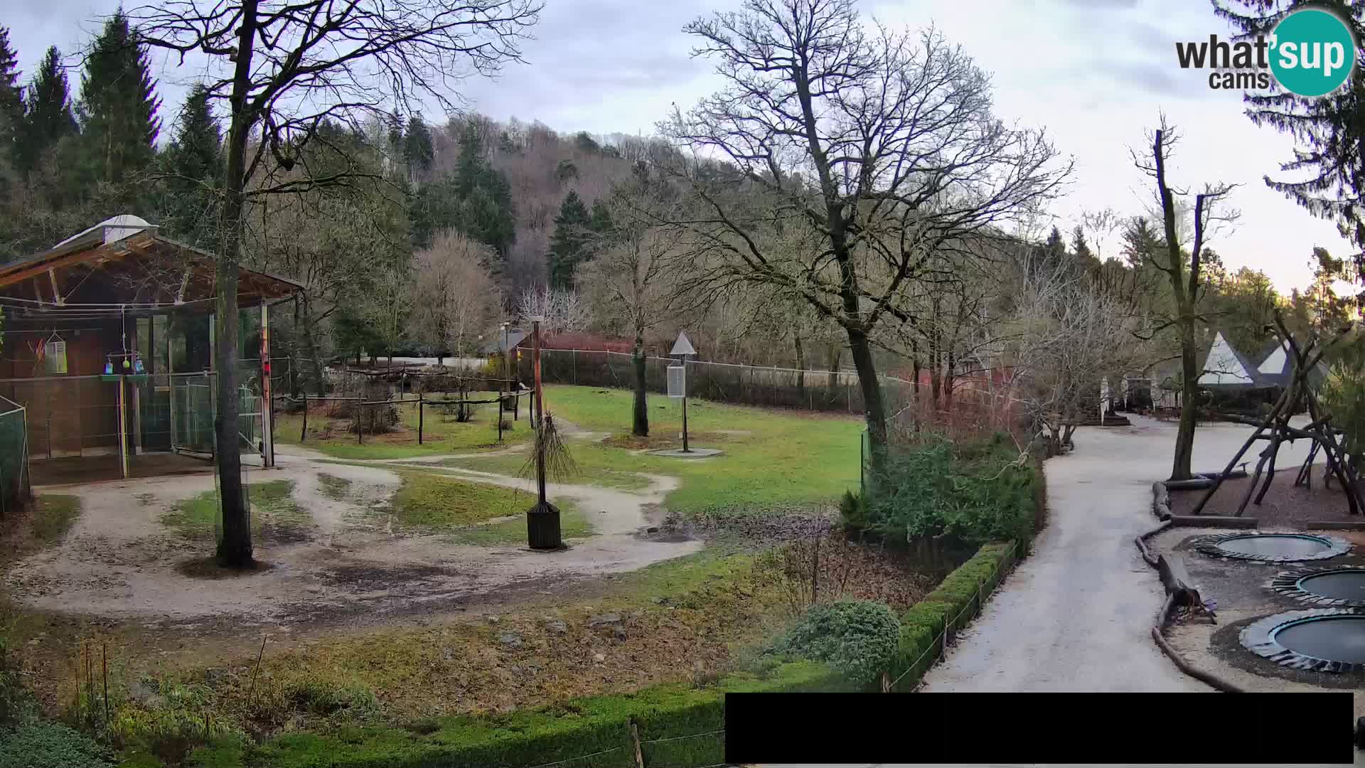 Webcam Zoo Ljubljana – Giraffes