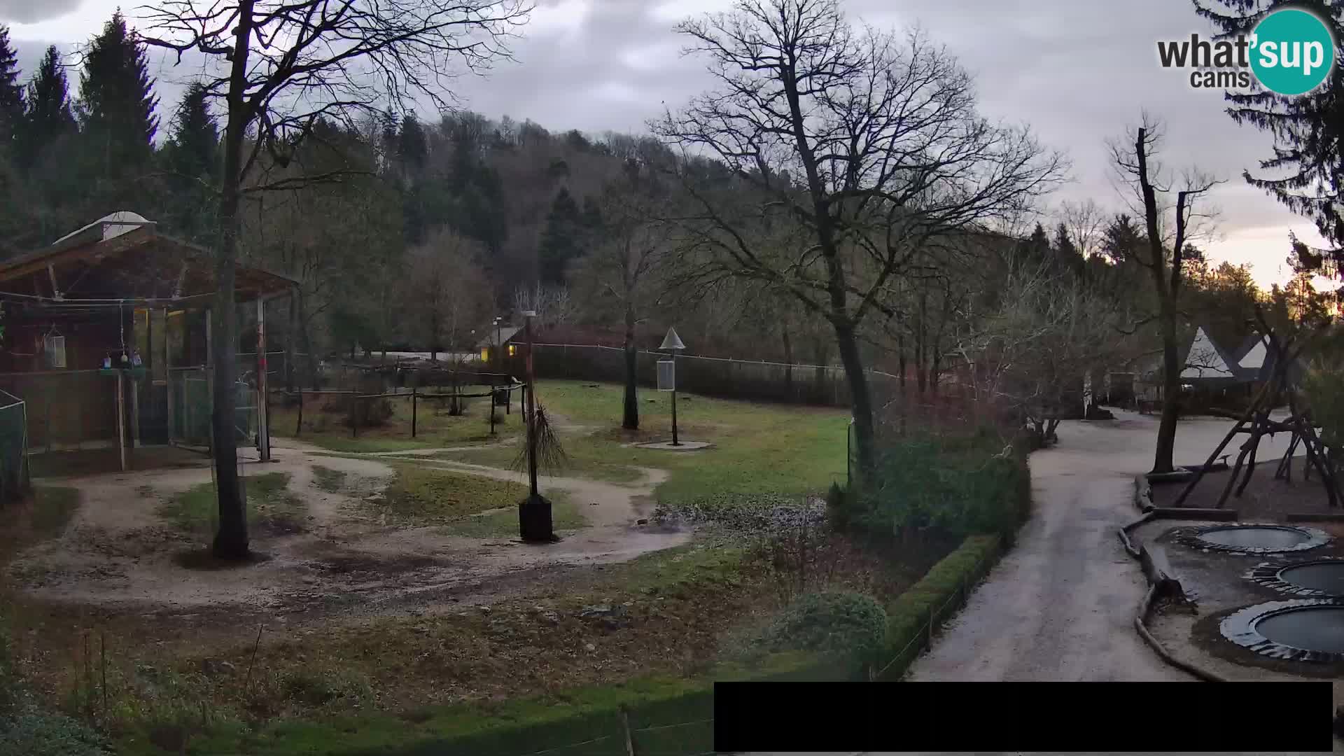 Webcam Zoo Ljubljana – Giraffes