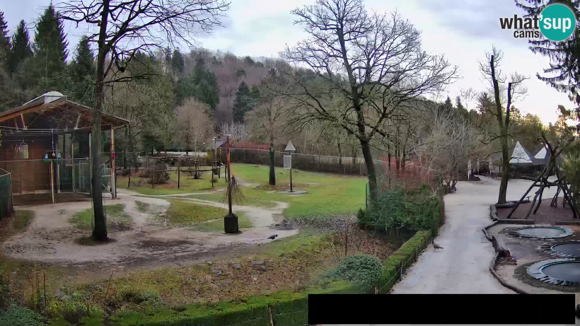 Webcam live Zoo Lubiana – Giraffe