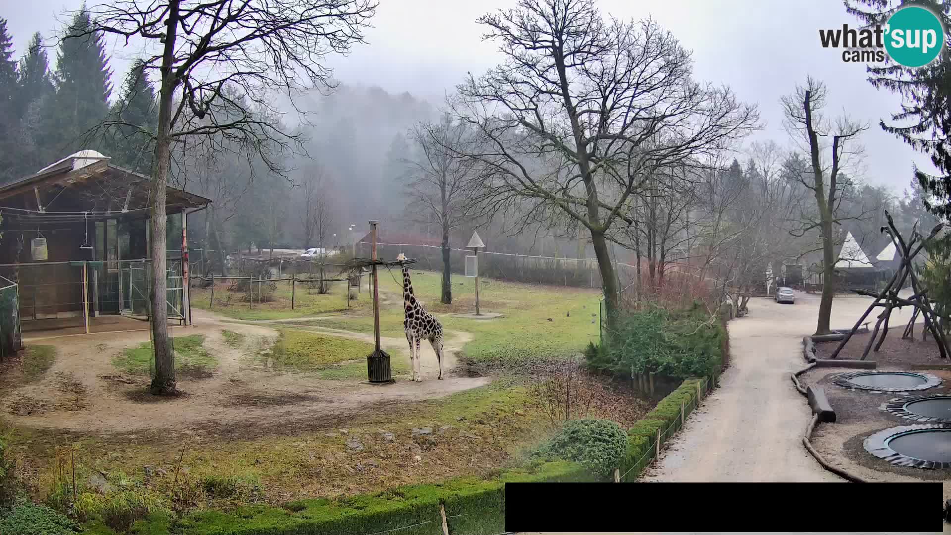 Webcam live Zoo Lubiana – Giraffe