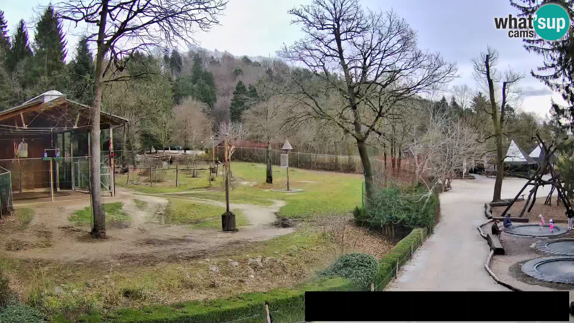 Webcam Zoo Ljubljana – Giraffen