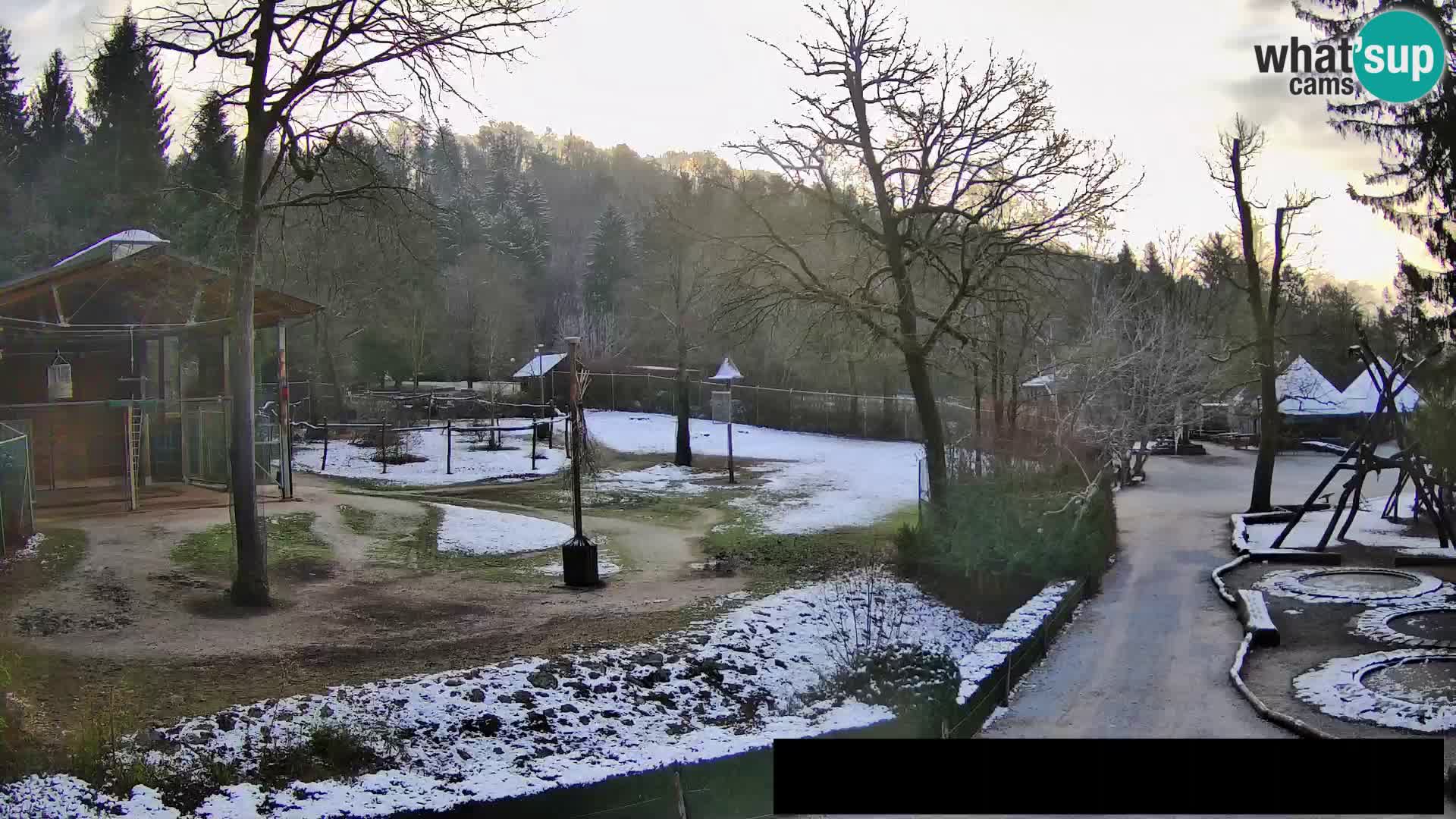 Webcam Zoo Ljubljana – Giraffes