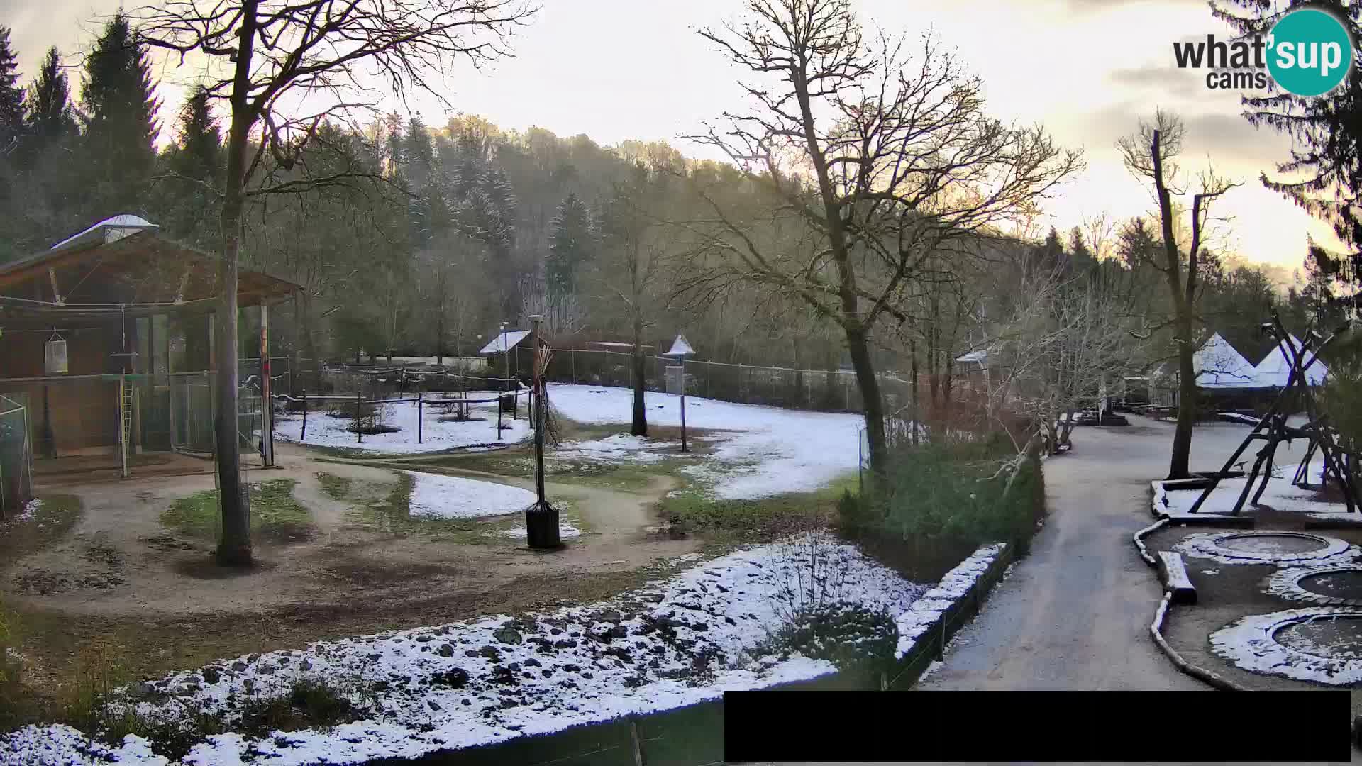 Webcam Zoo Ljubljana – Giraffes