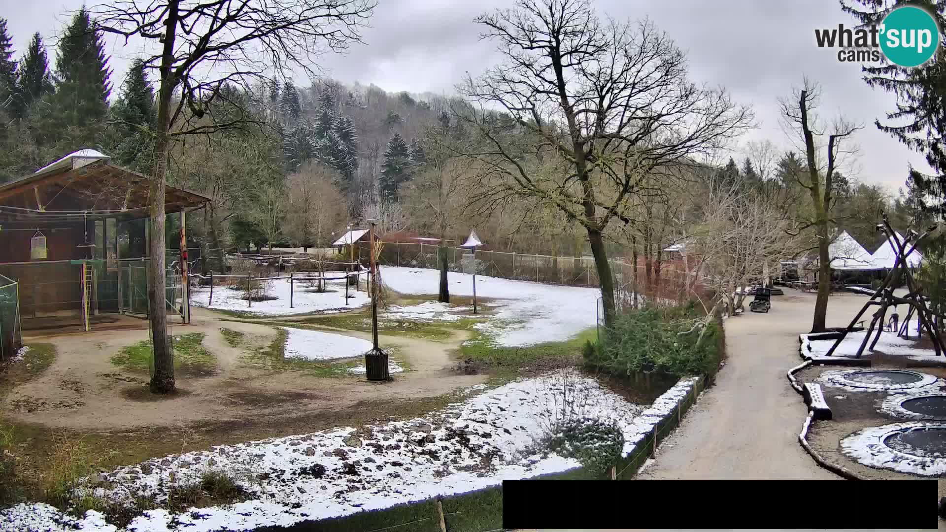 Webcam Zoo Ljubljana – Giraffes