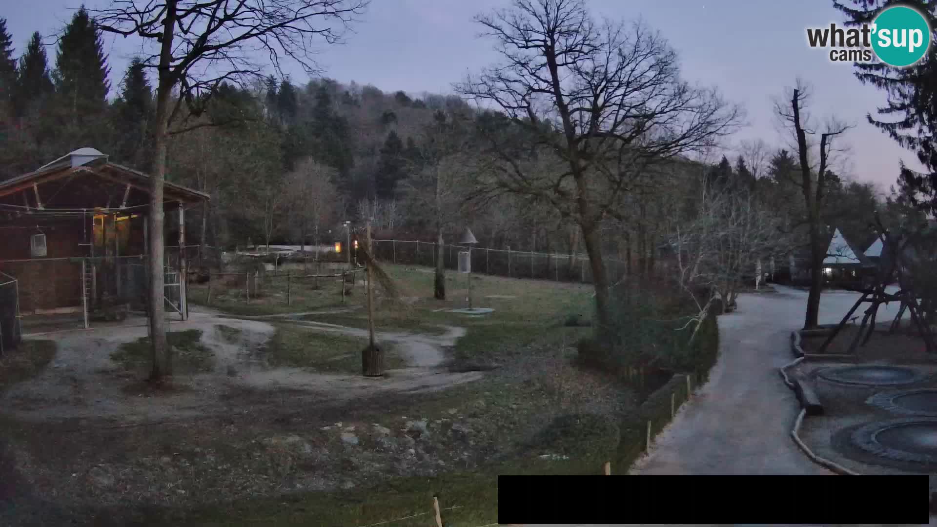 Webcam Zoo Ljubljana – Giraffen