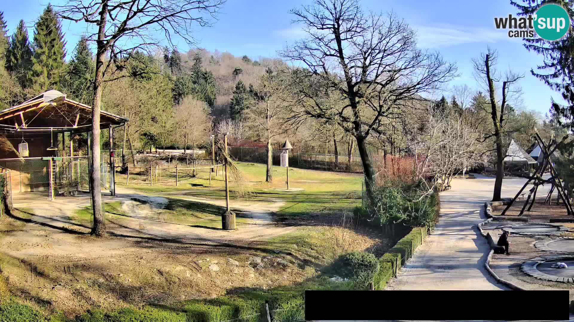 Webcam Zoo Ljubljana – Giraffes