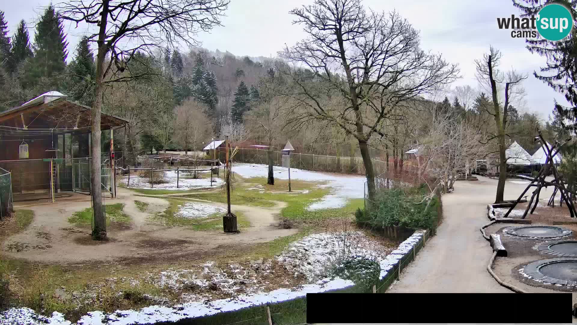 Webcam live Zoo Lubiana – Giraffe