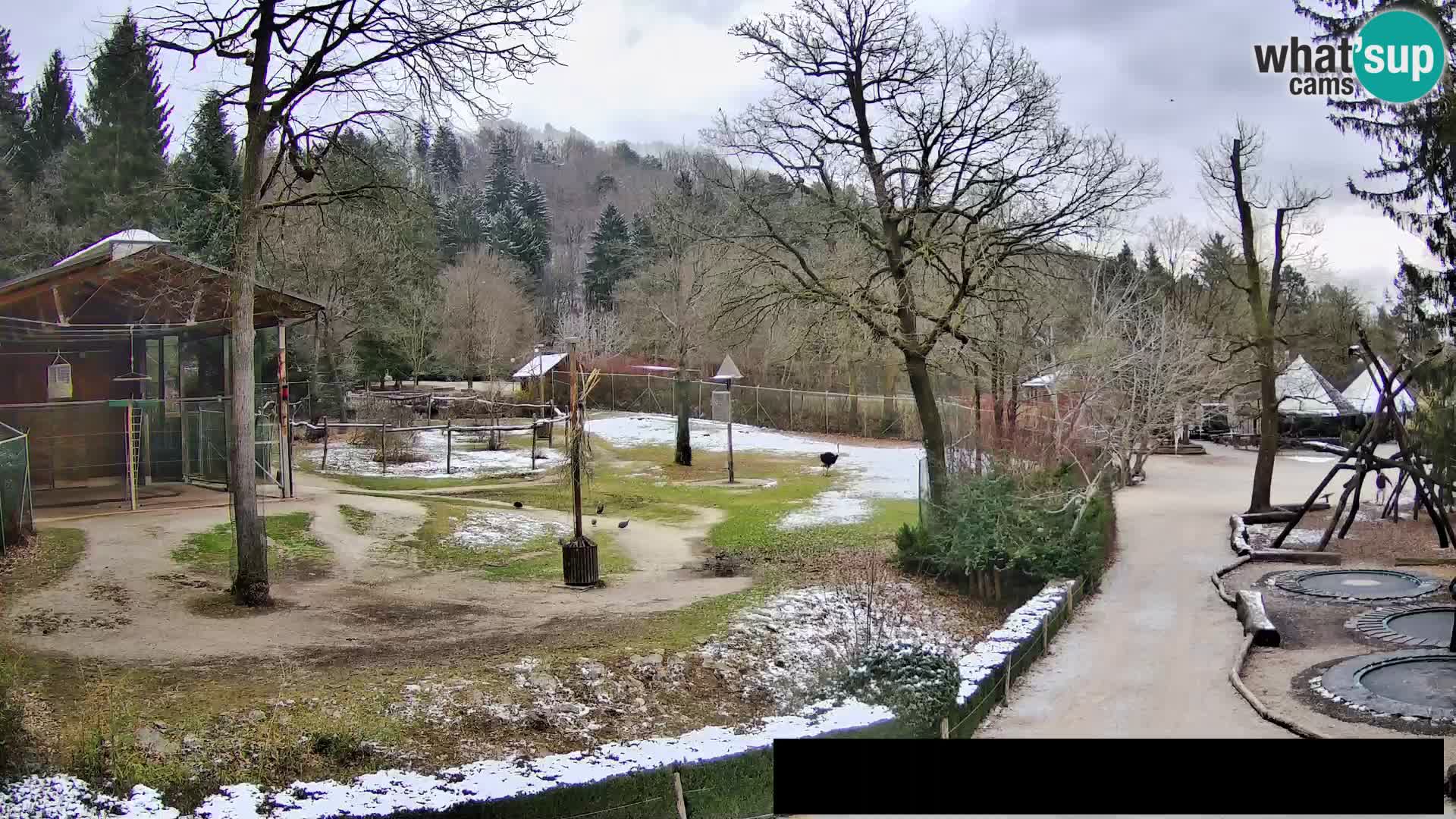 Webcam Zoo Ljubljana – Giraffes