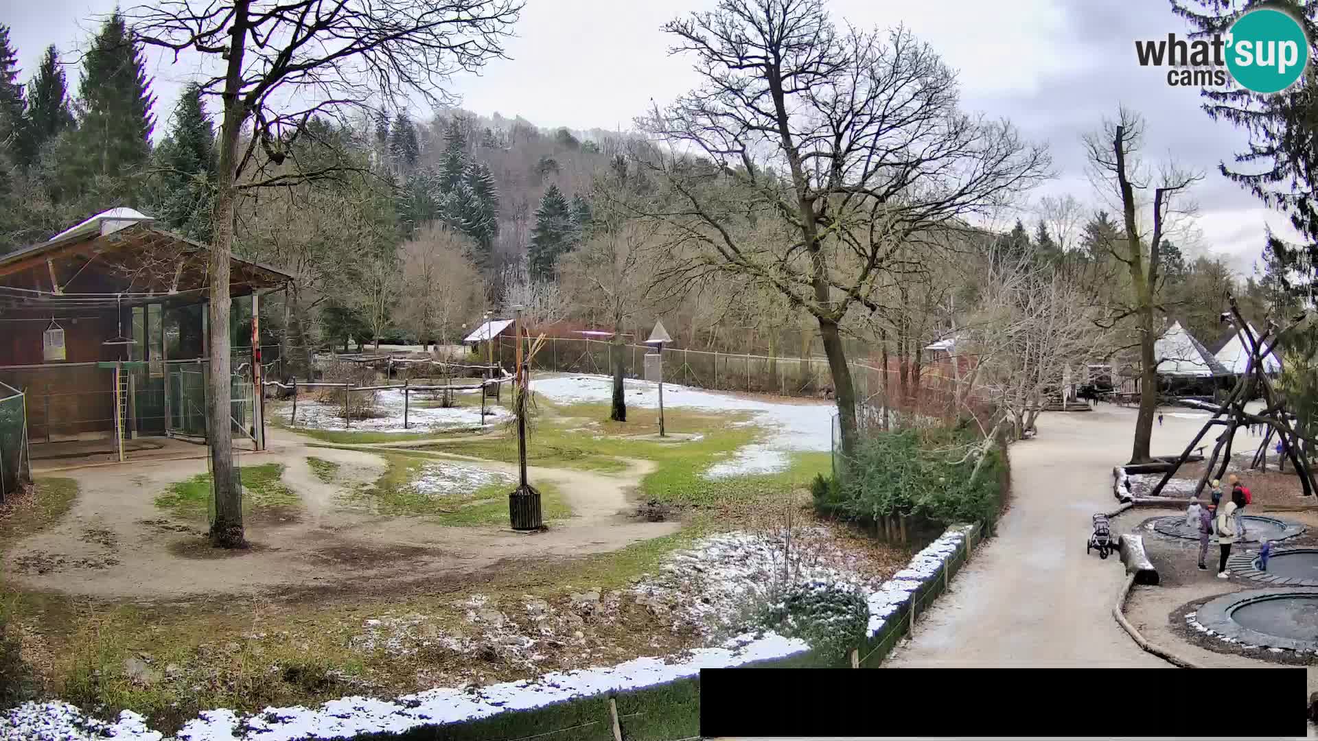 Webcam Zoo Ljubljana – Giraffes