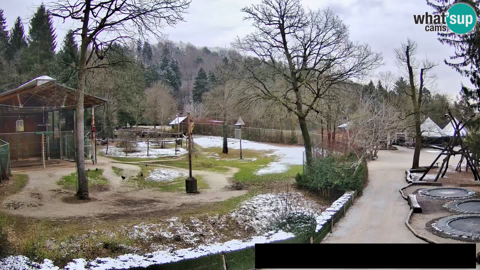 Webcam Zoo Ljubljana – Giraffes