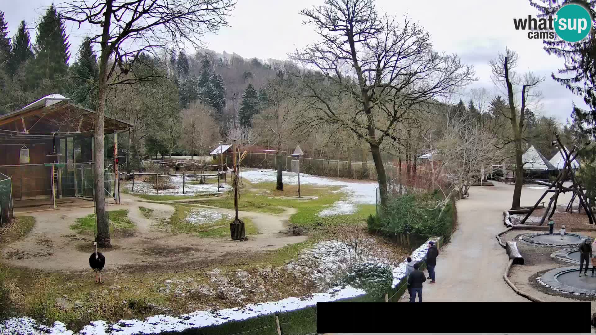 Webcam Zoo Ljubljana – Giraffes