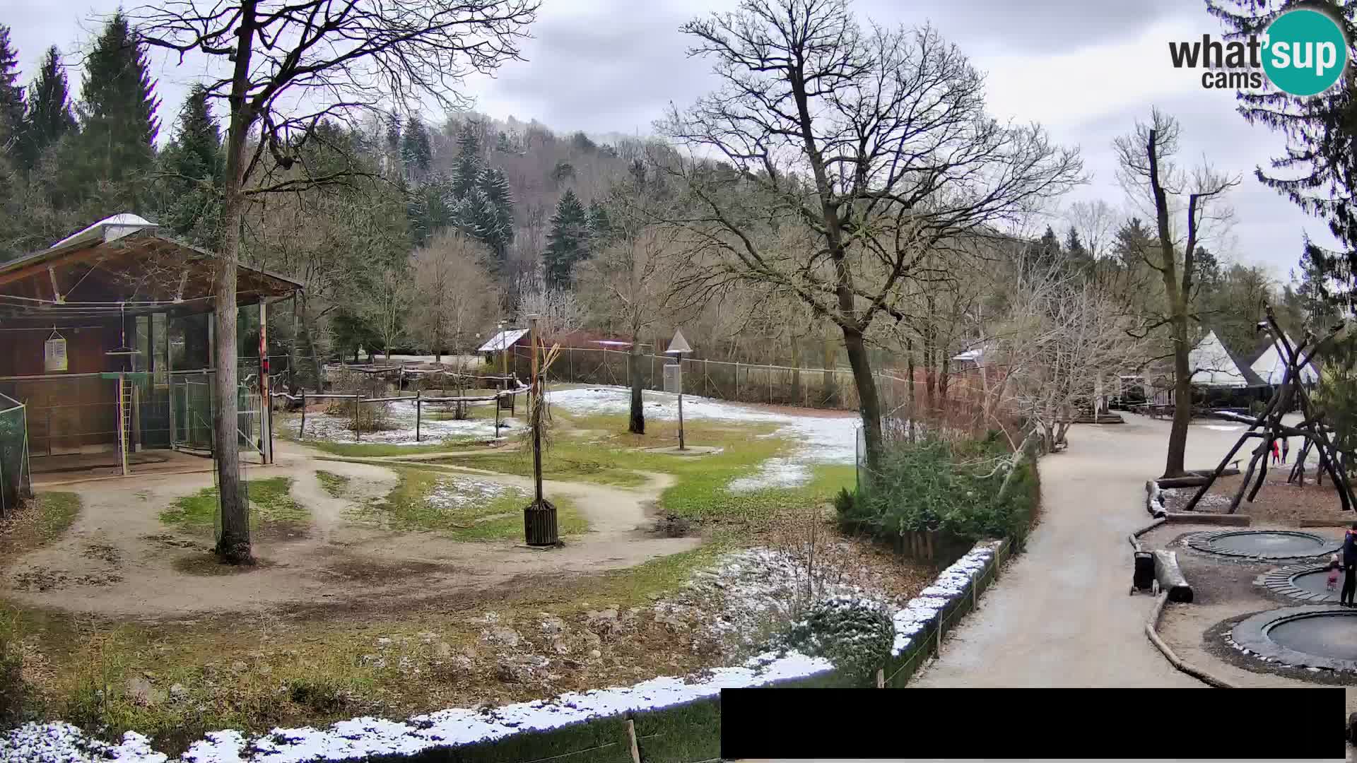 Webcam Zoo Ljubljana – Giraffes