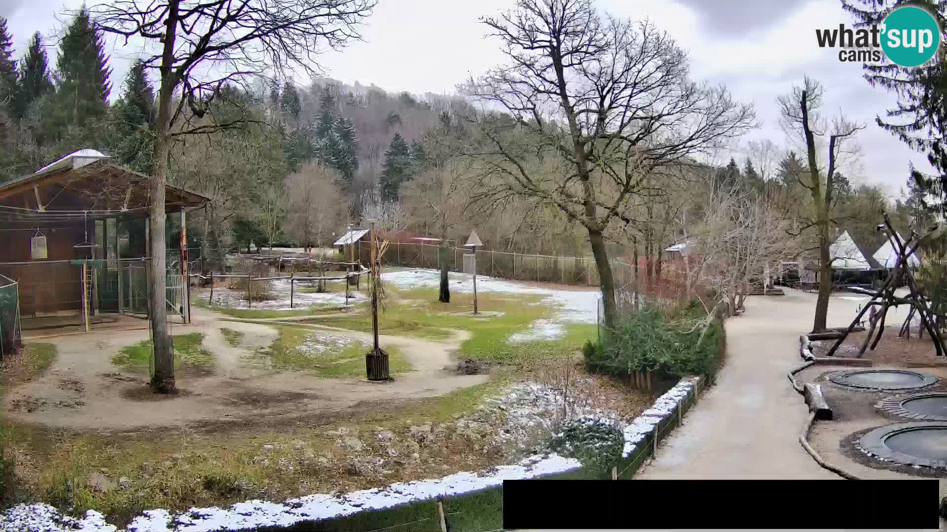 Webcam live Zoo Lubiana – Giraffe