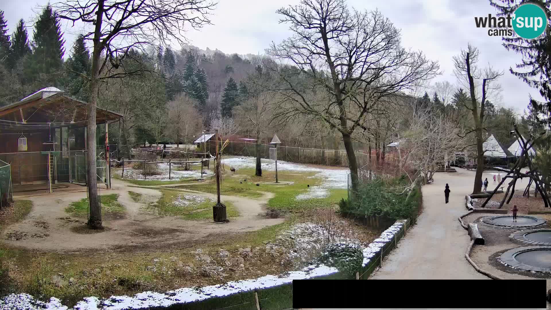 Webcam Zoo Ljubljana – Giraffes