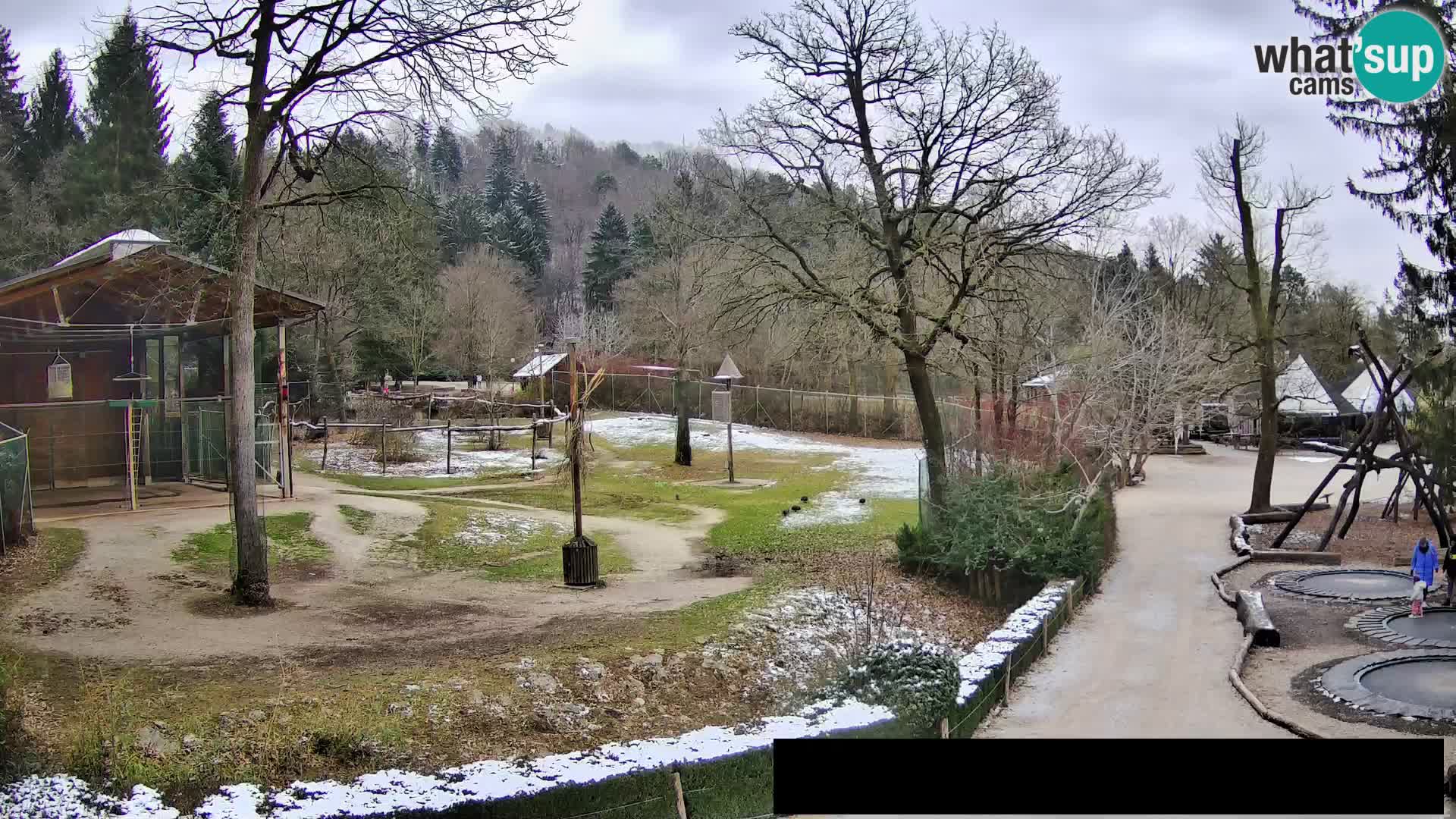 Webcam Zoo Ljubljana – Giraffes