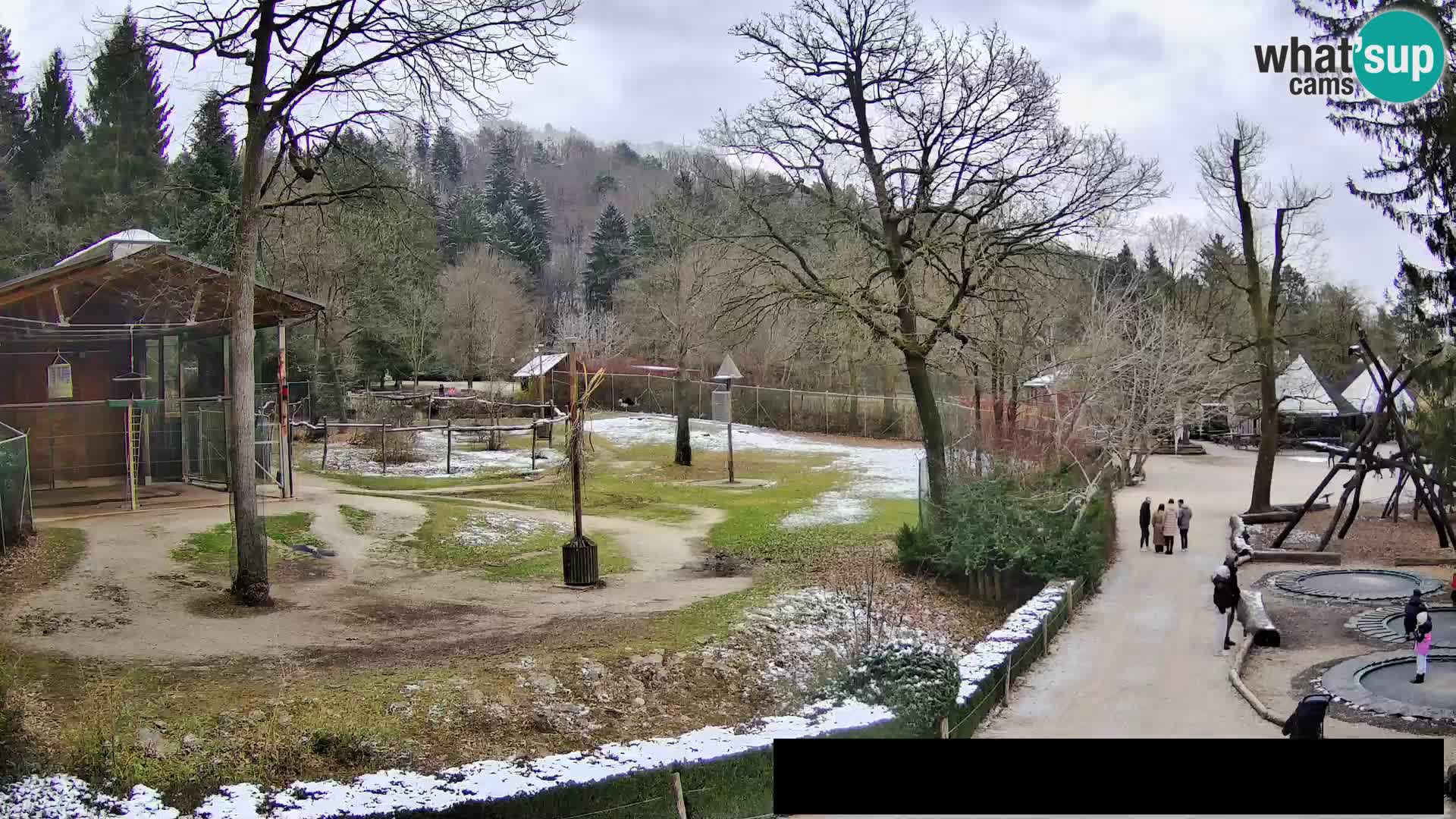 Webcam Zoo Ljubljana – Giraffes