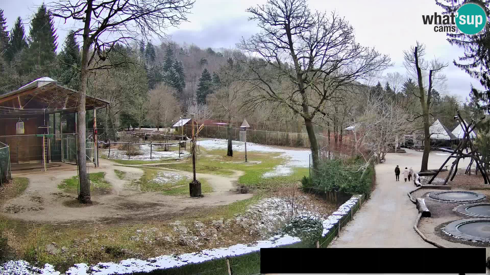 Webcam Zoo Ljubljana – Giraffes