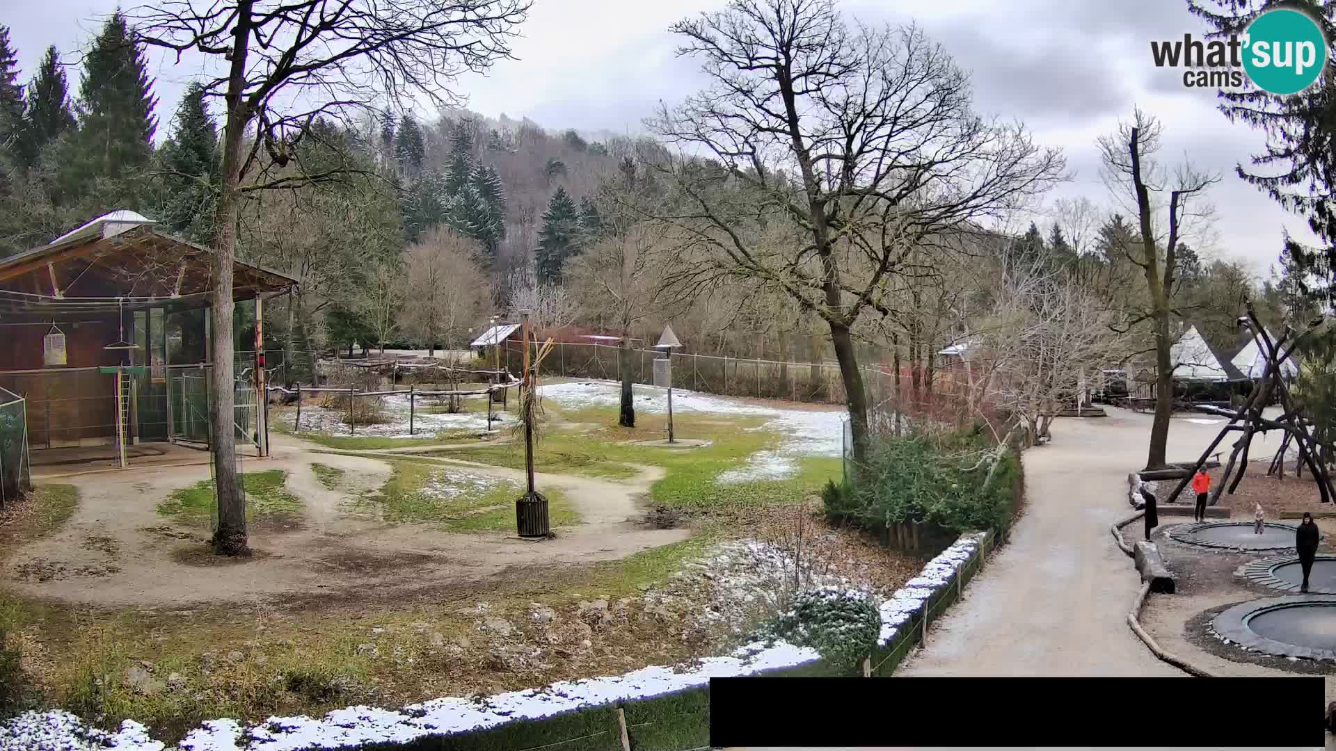 Webcam Zoo Ljubljana – Giraffes