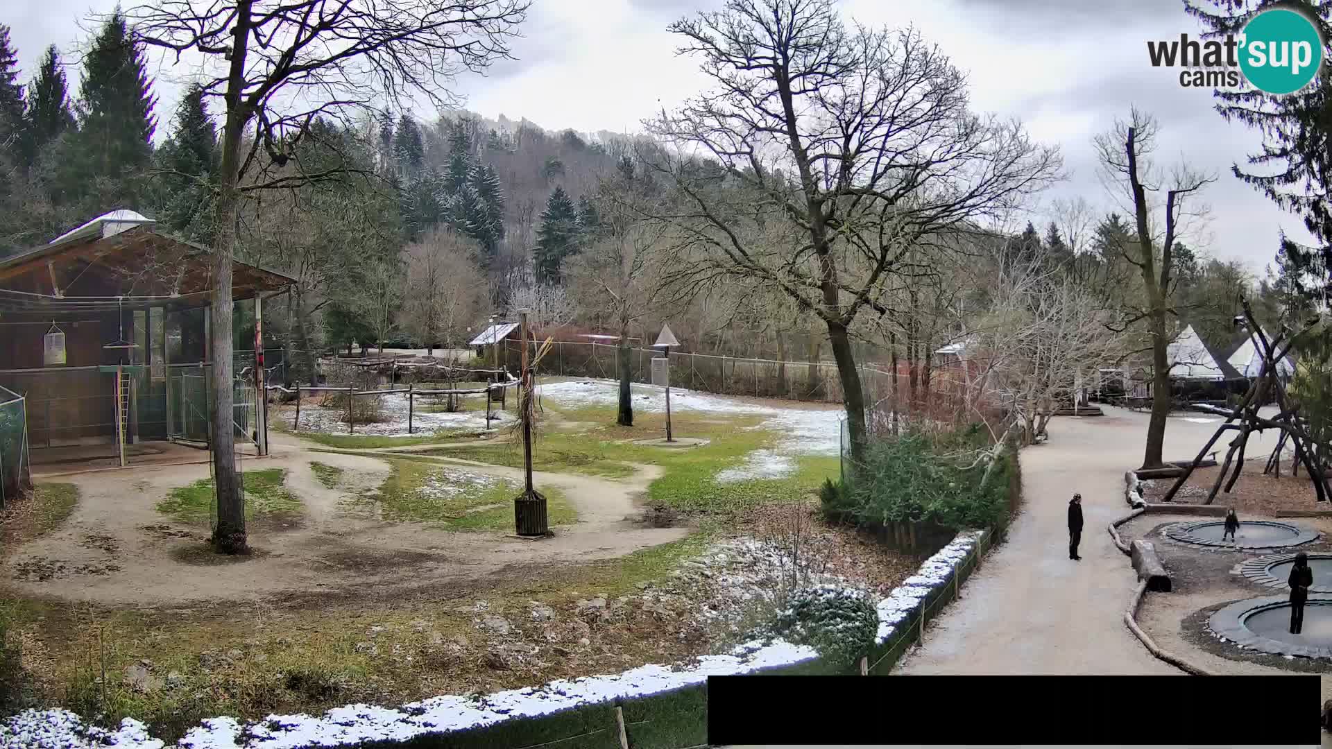 Webcam Zoo Ljubljana – Giraffes